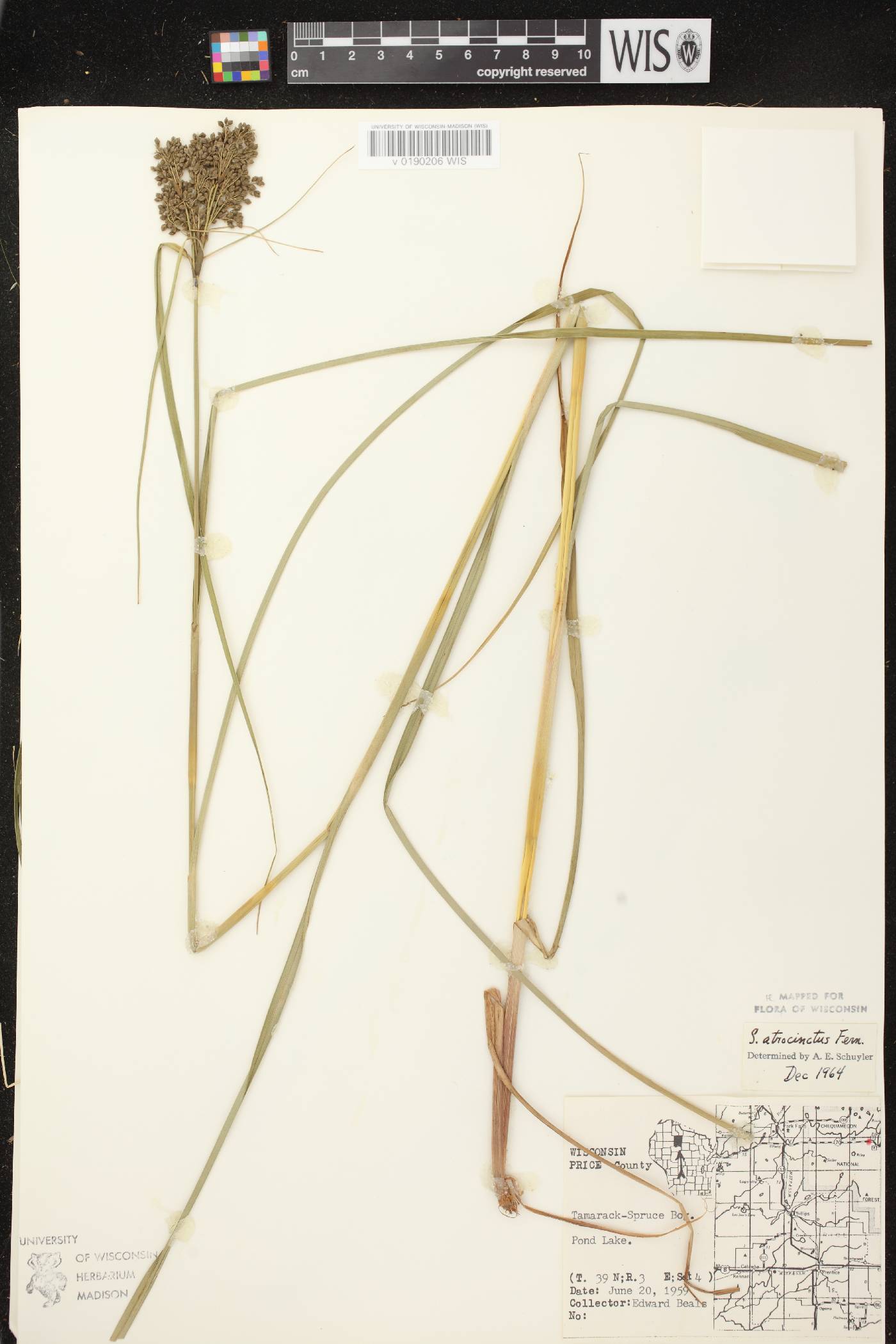 Scirpus atrocinctus image