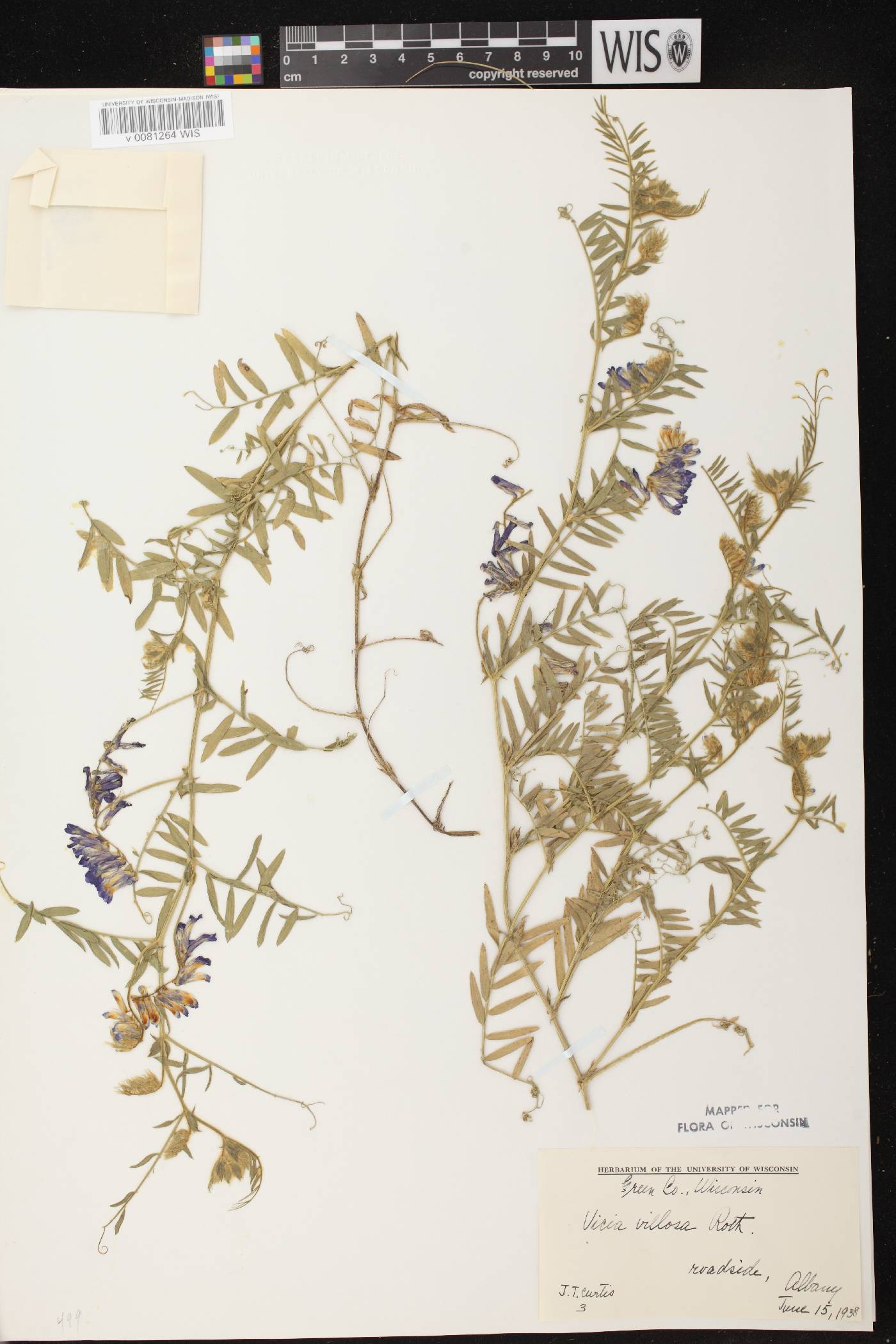 Vicia villosa image