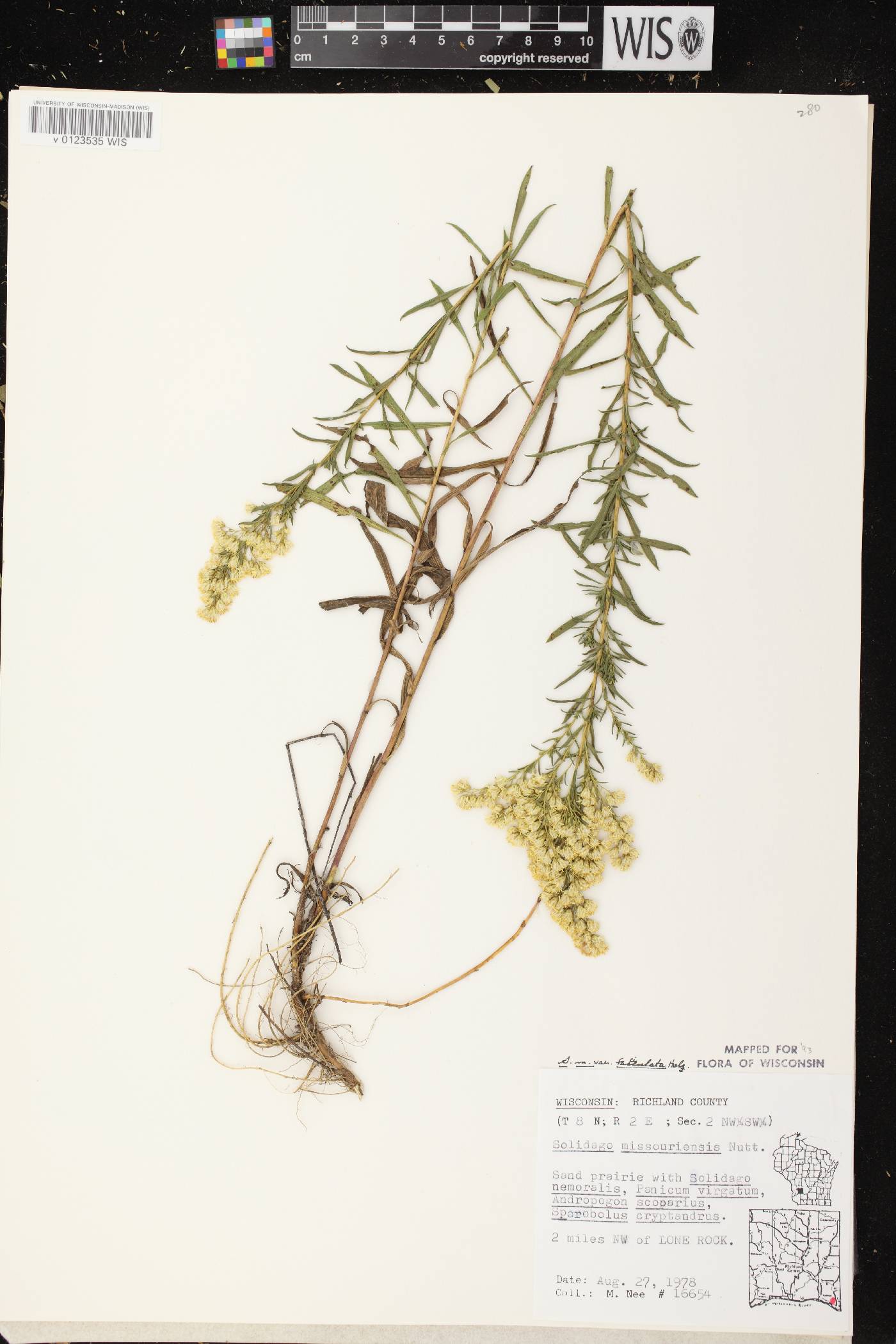 Solidago missouriensis image