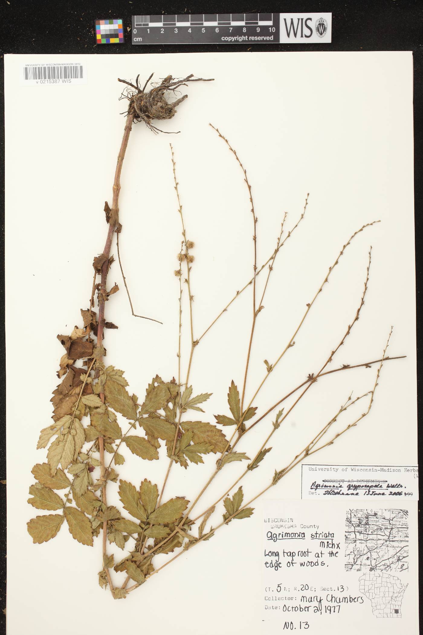 Agrimonia gryposepala image
