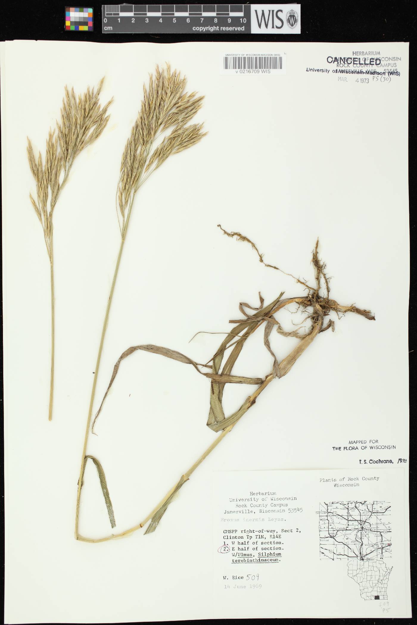 Bromus inermis image
