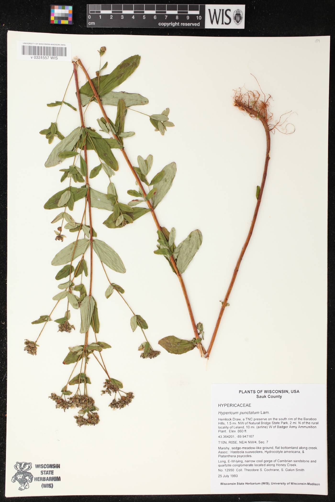 Hypericum punctatum image