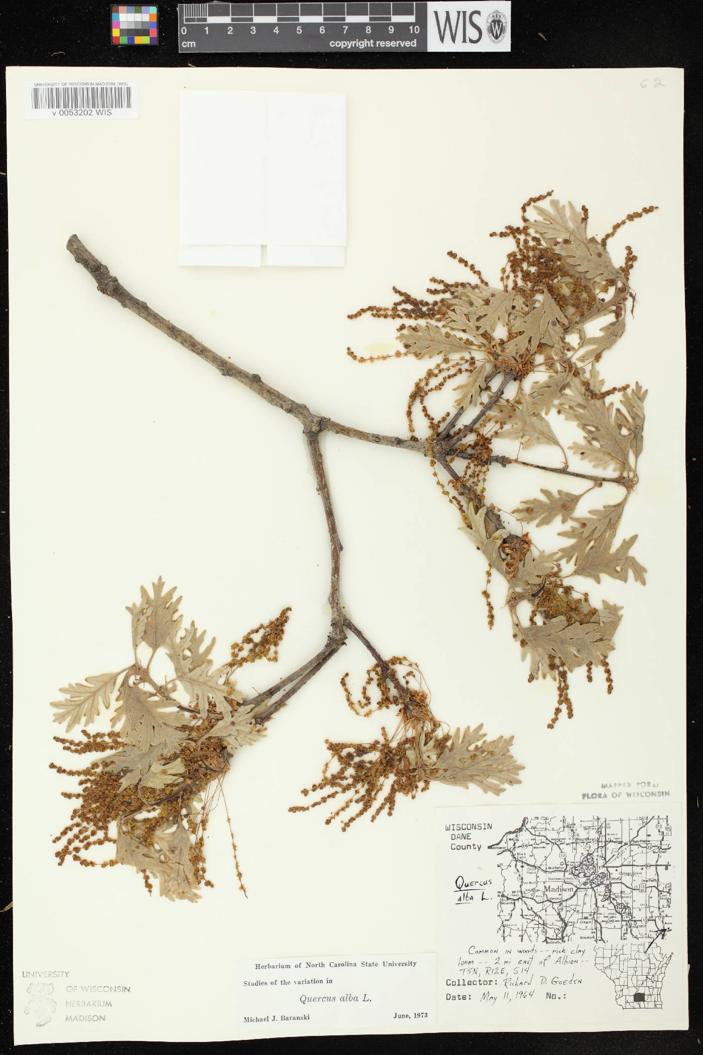 Quercus alba image
