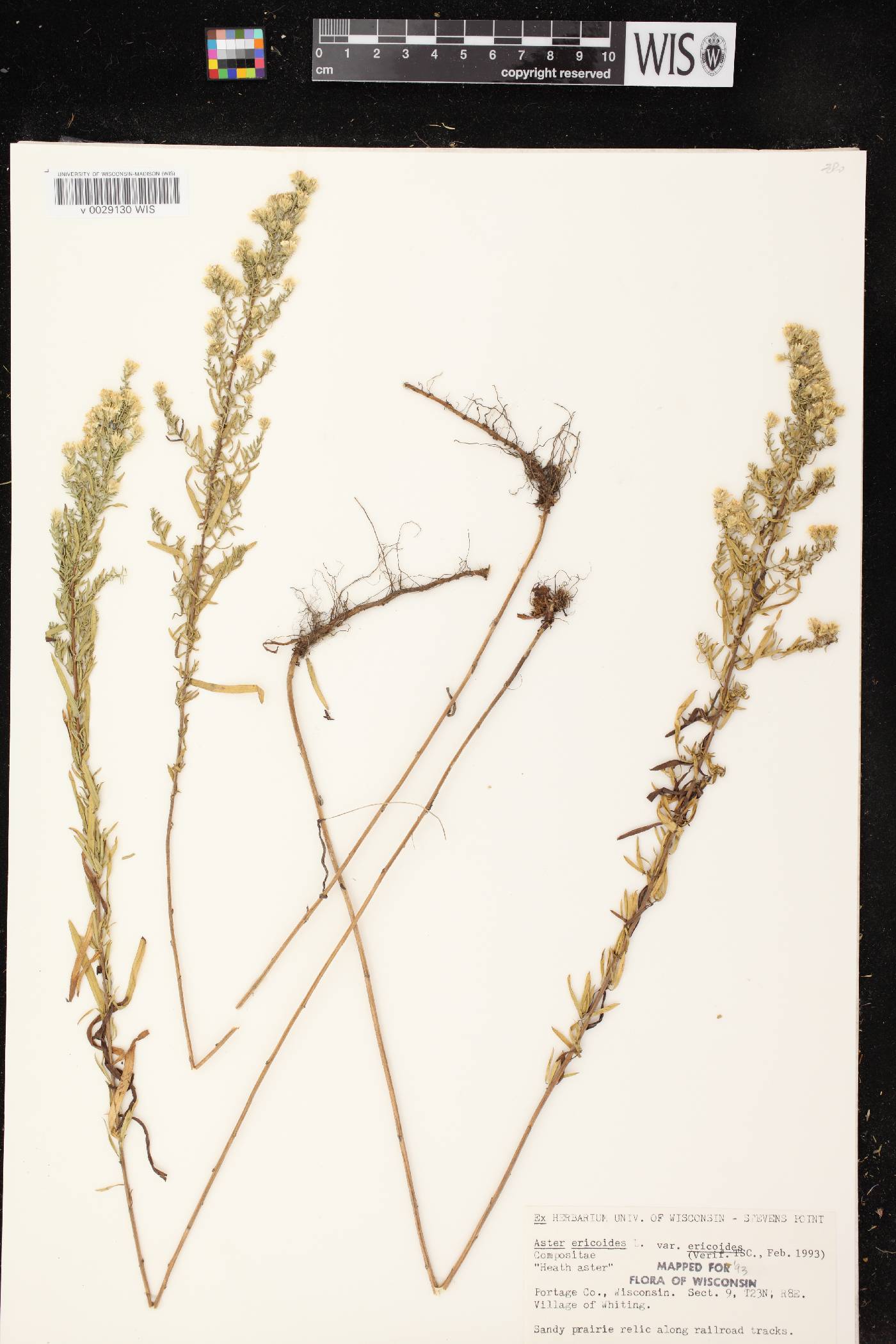 Symphyotrichum ericoides var. ericoides image