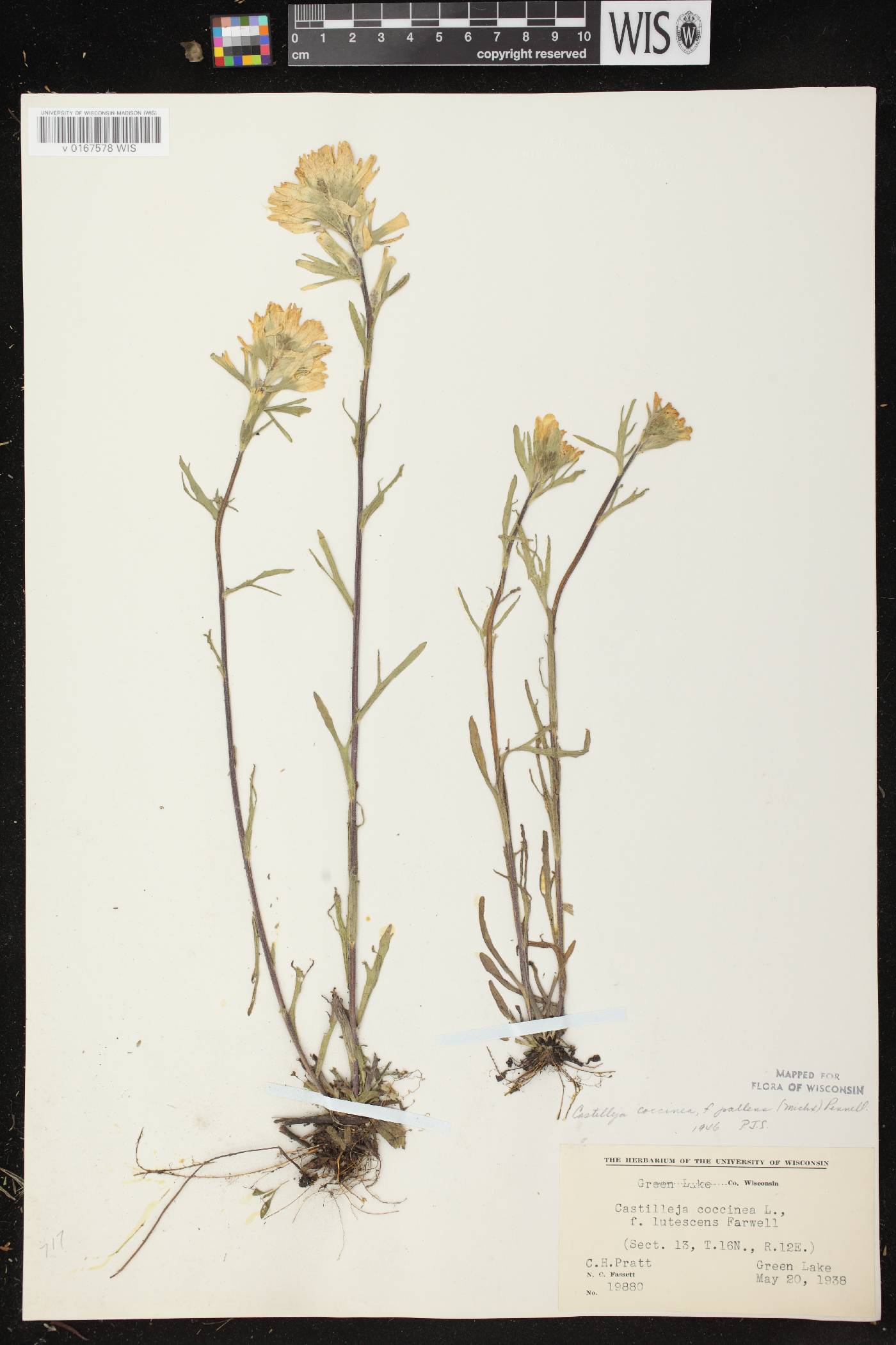 Castilleja coccinea image