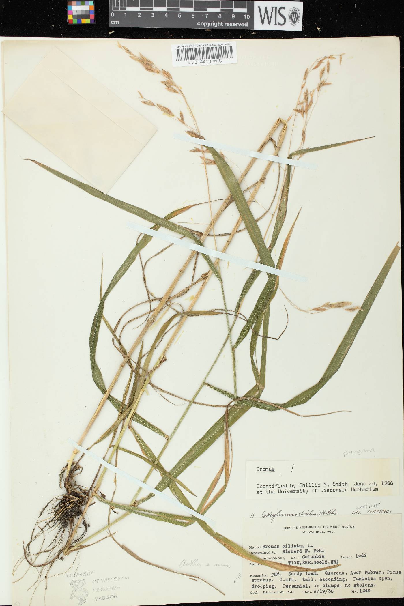 Bromus latiglumis image