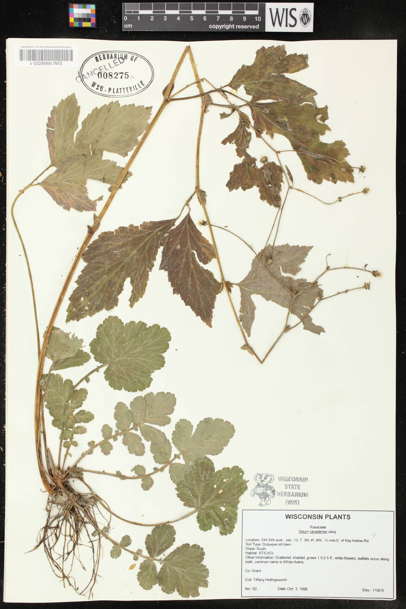 Geum canadense image