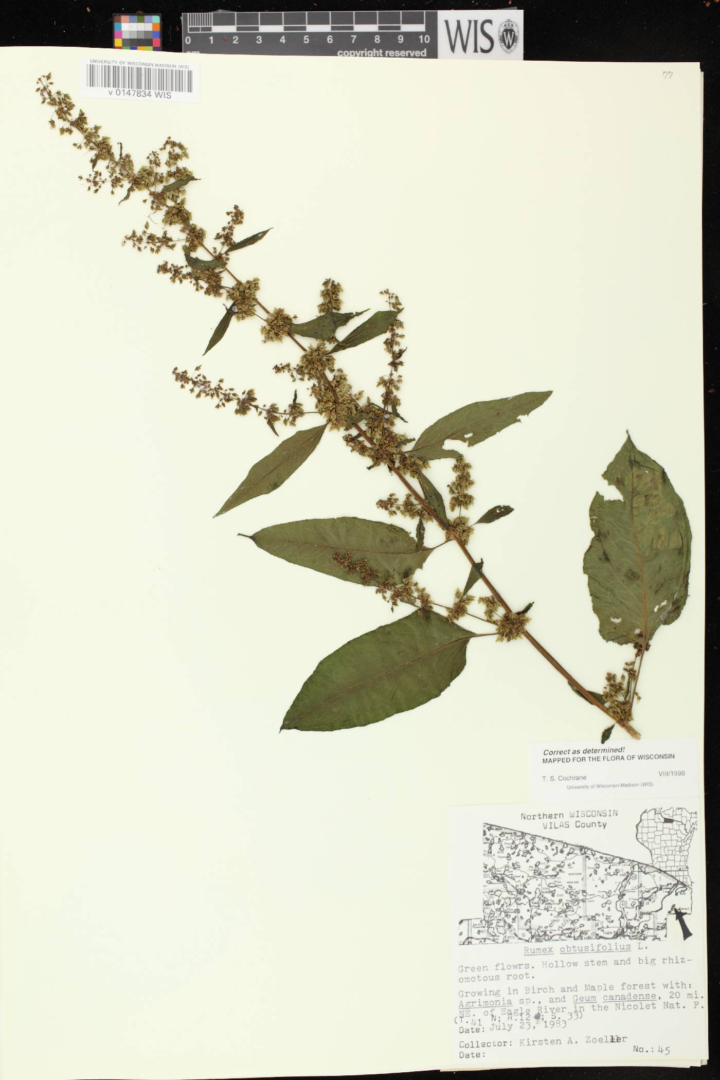 Rumex obtusifolius image