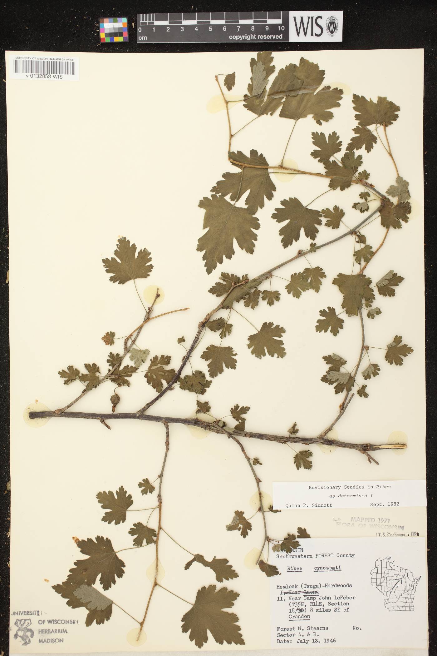 Ribes cynosbati image