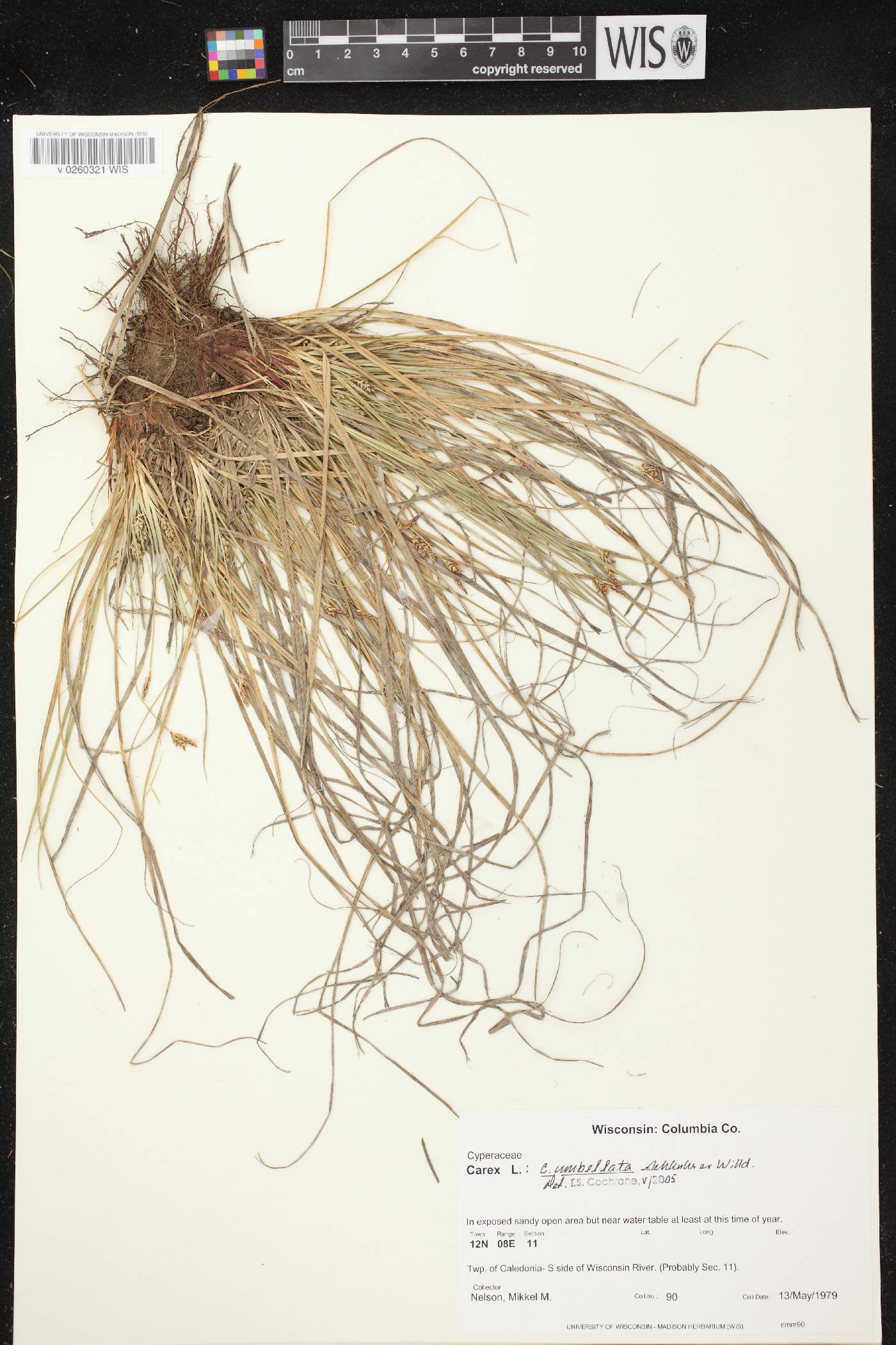 Carex umbellata image