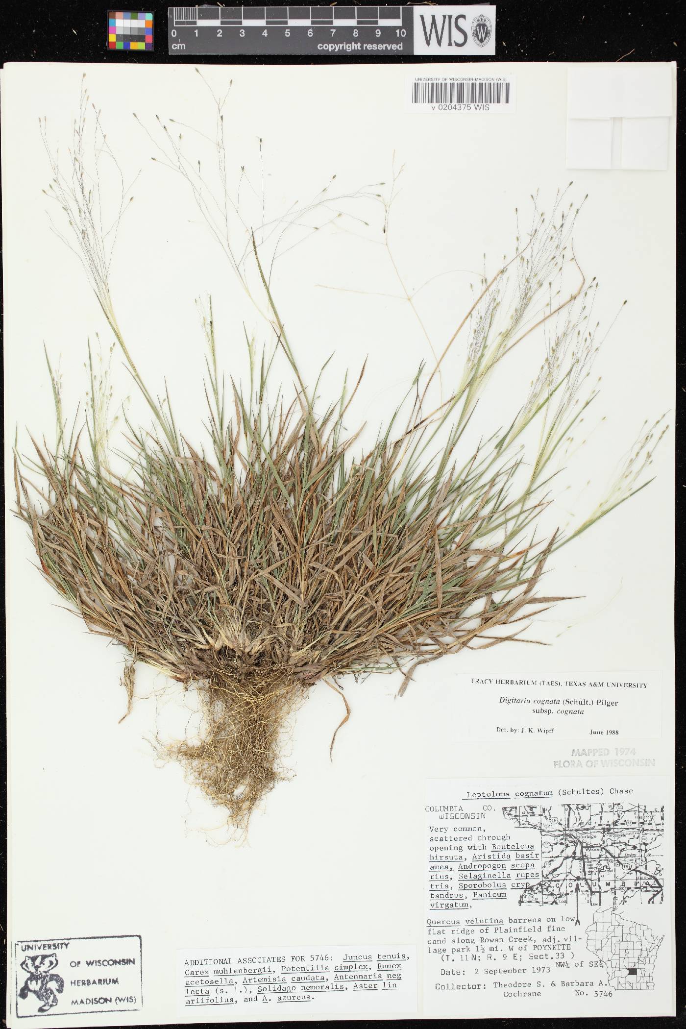 Digitaria cognata image