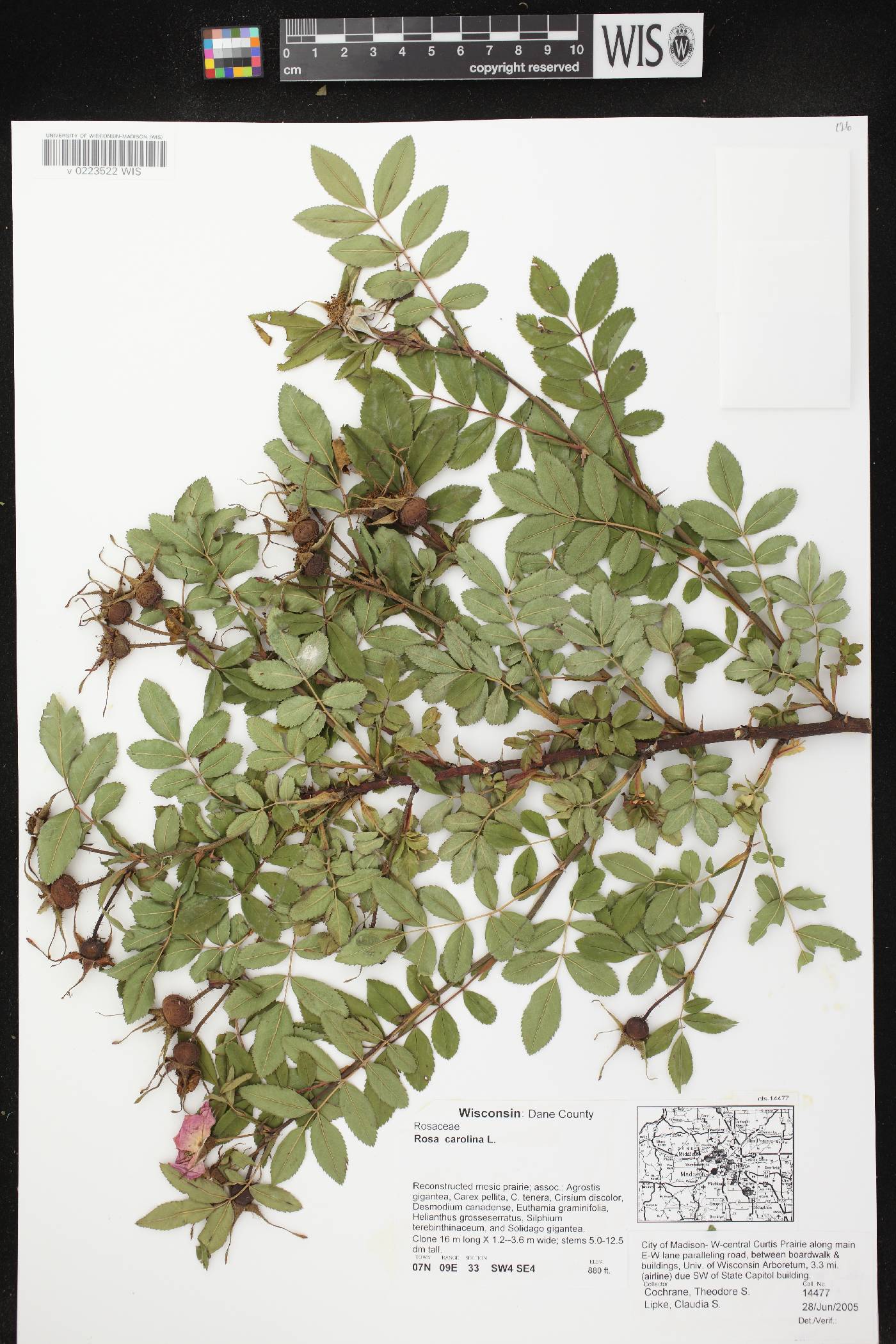 Rosa carolina image