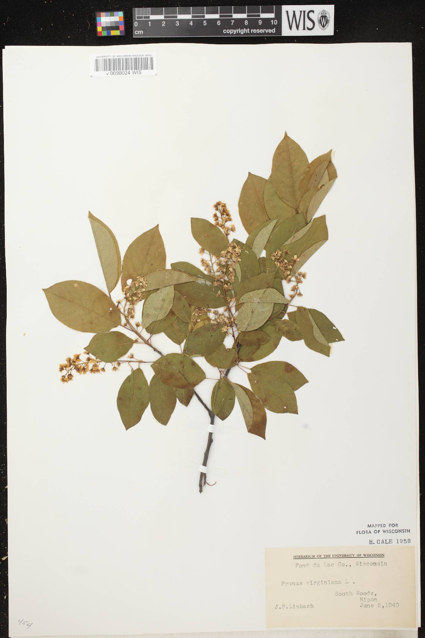 Prunus virginiana image