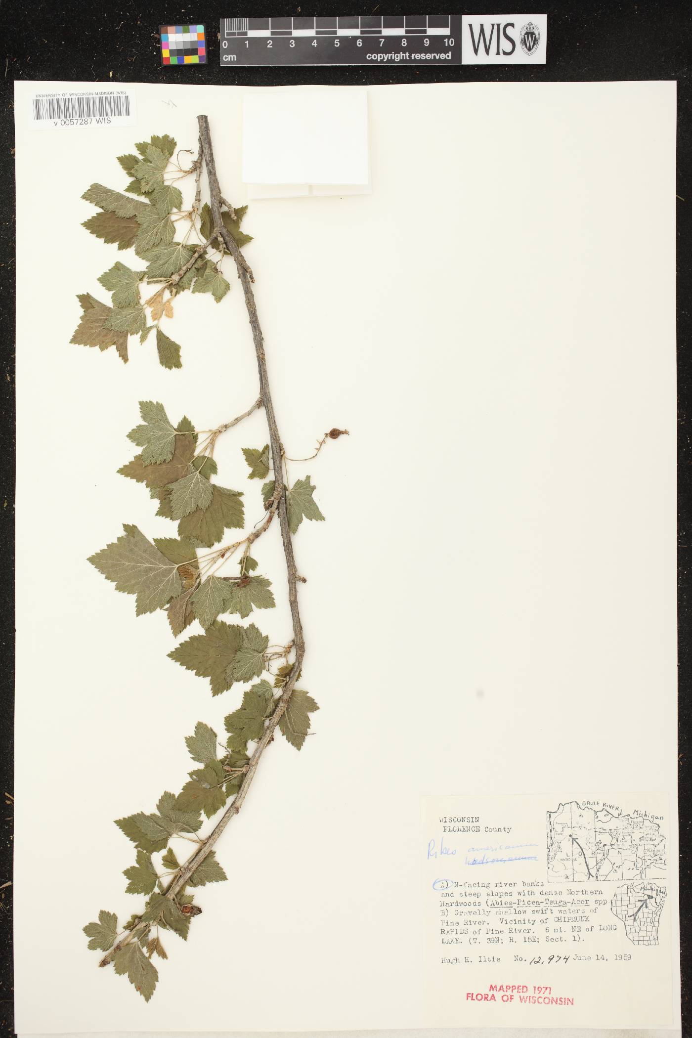 Ribes americanum image