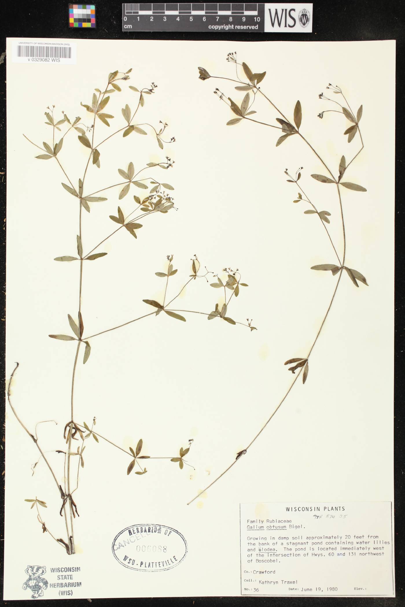 Galium obtusum subsp. obtusum image