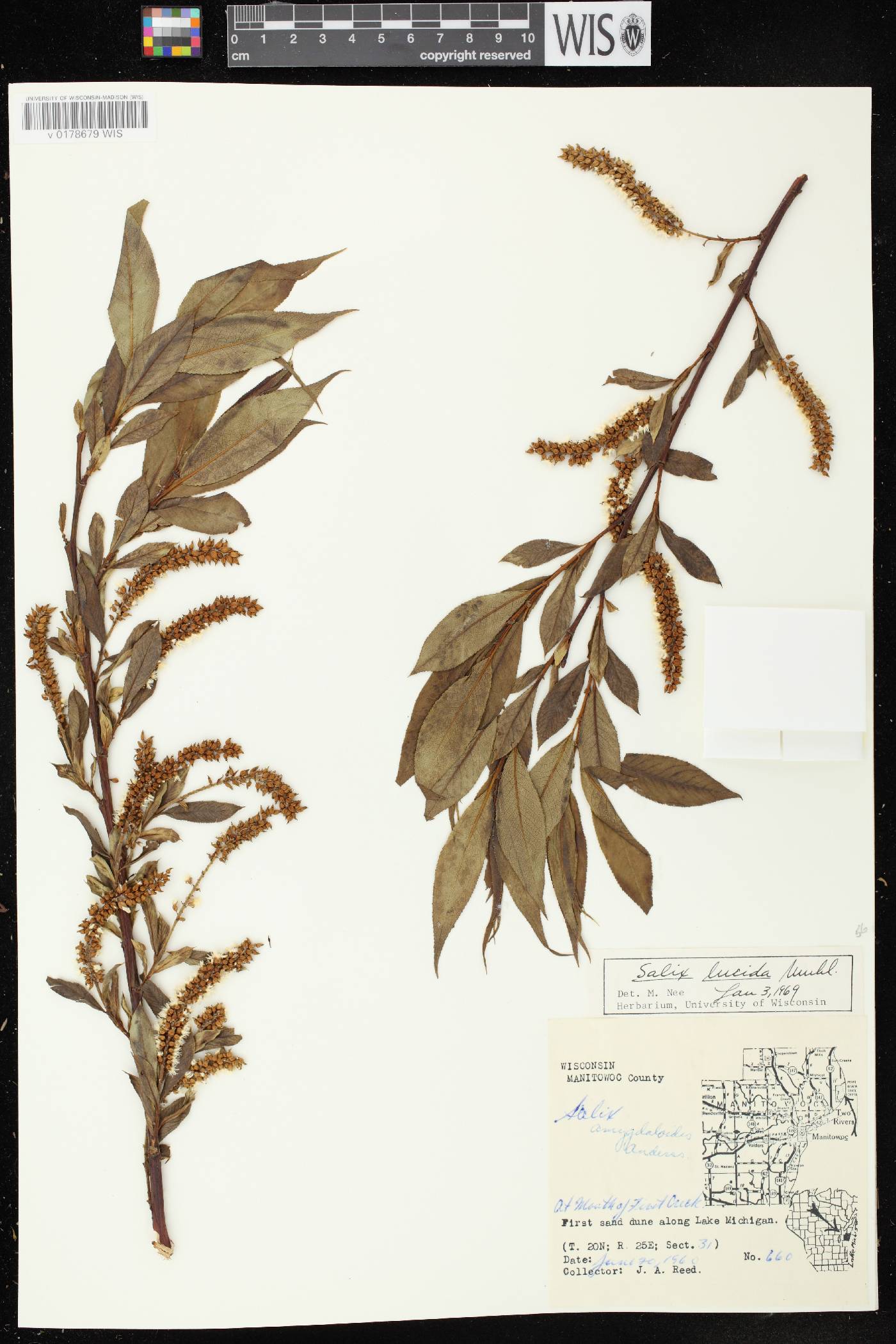 Salix lucida image