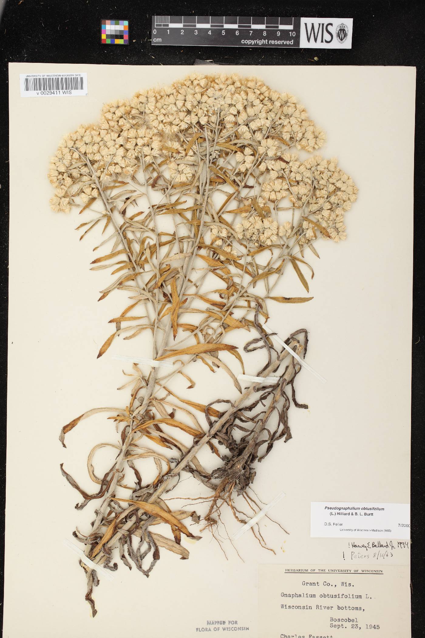 Pseudognaphalium obtusifolium image