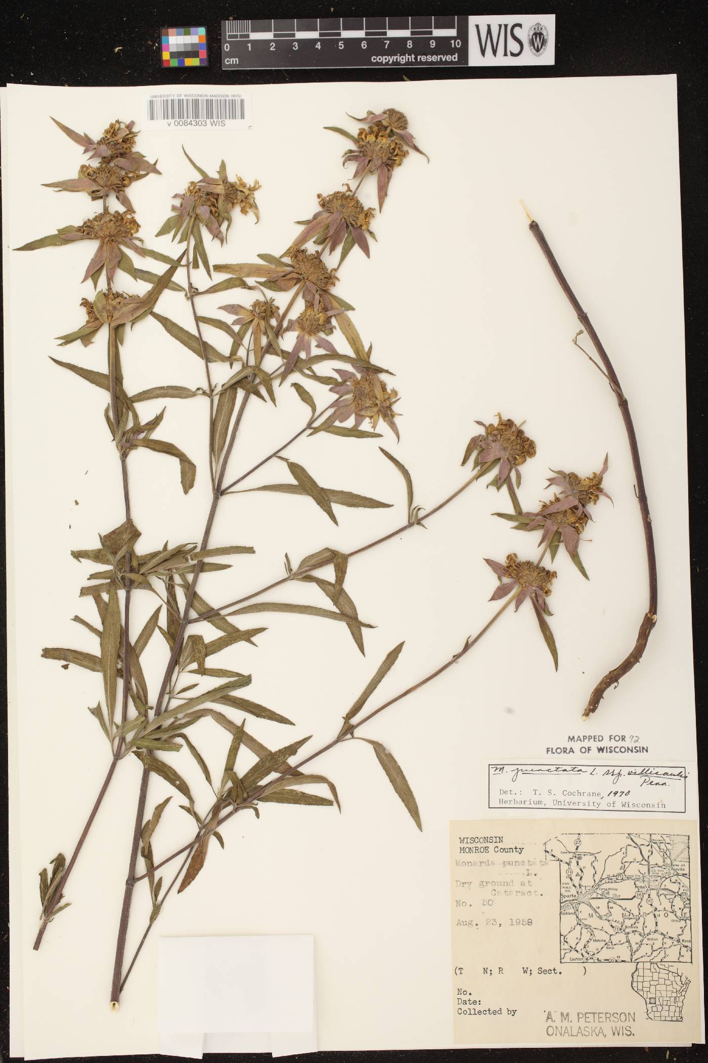 Monarda punctata var. villicaulis image