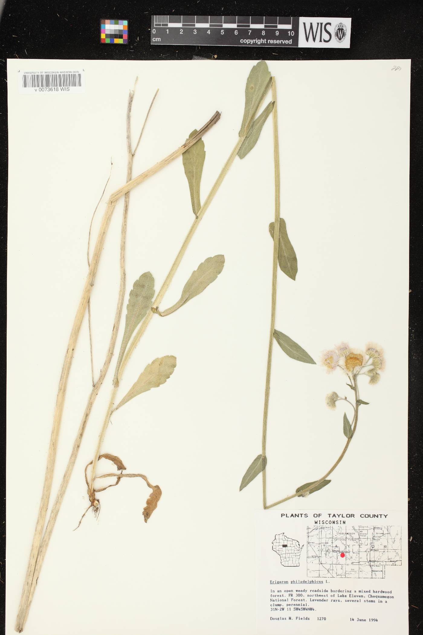 Erigeron philadelphicus image