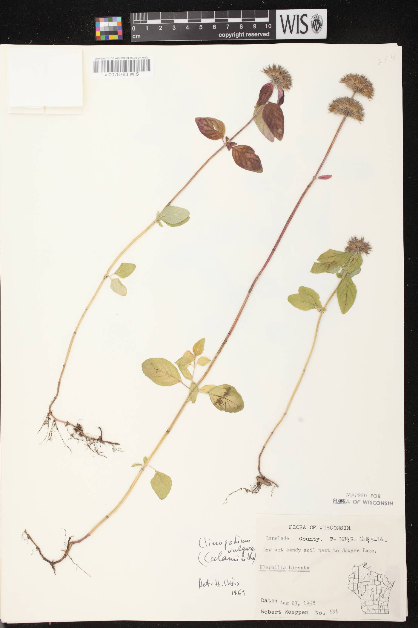 Clinopodium vulgare image
