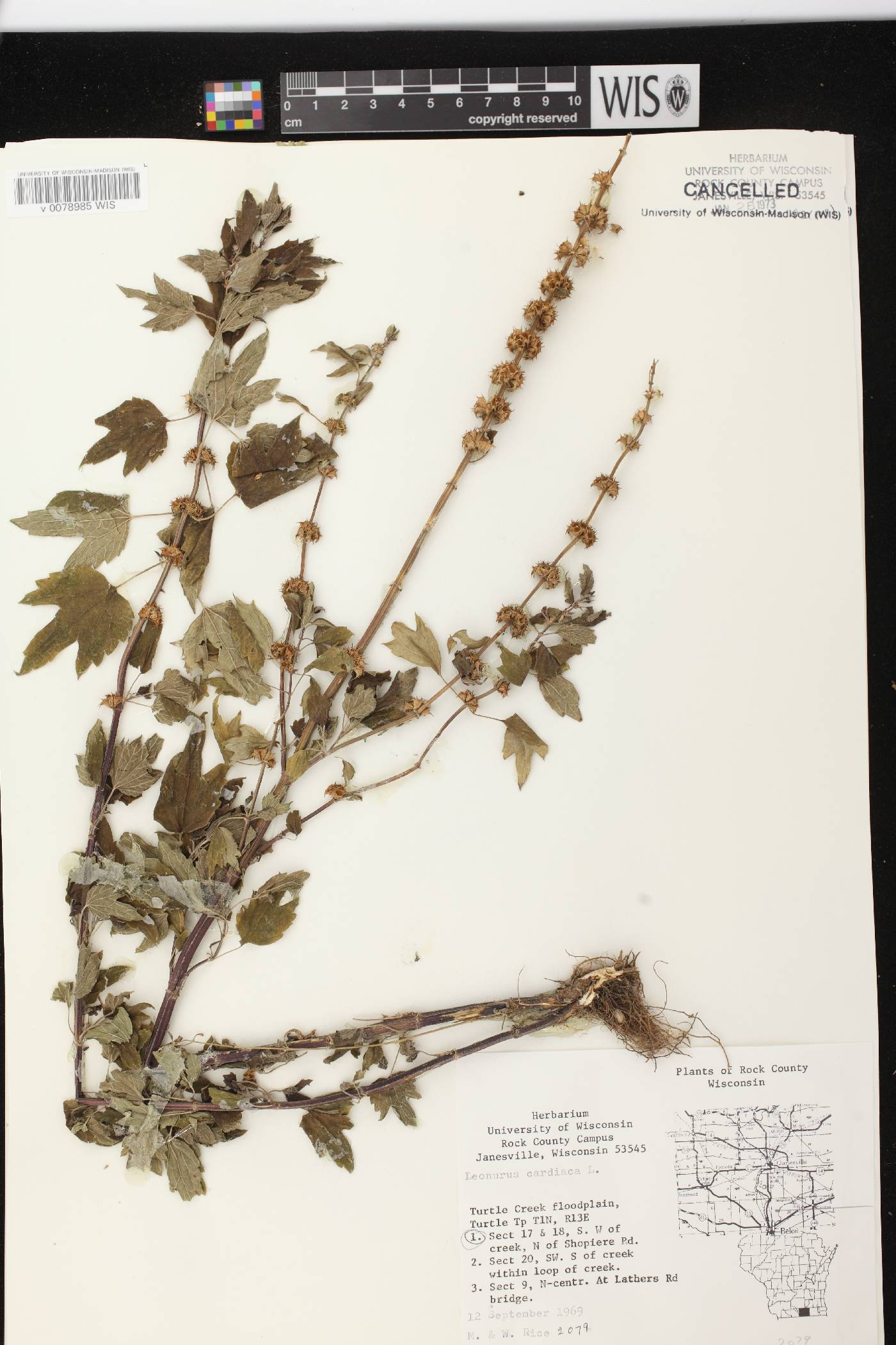Leonurus cardiaca image