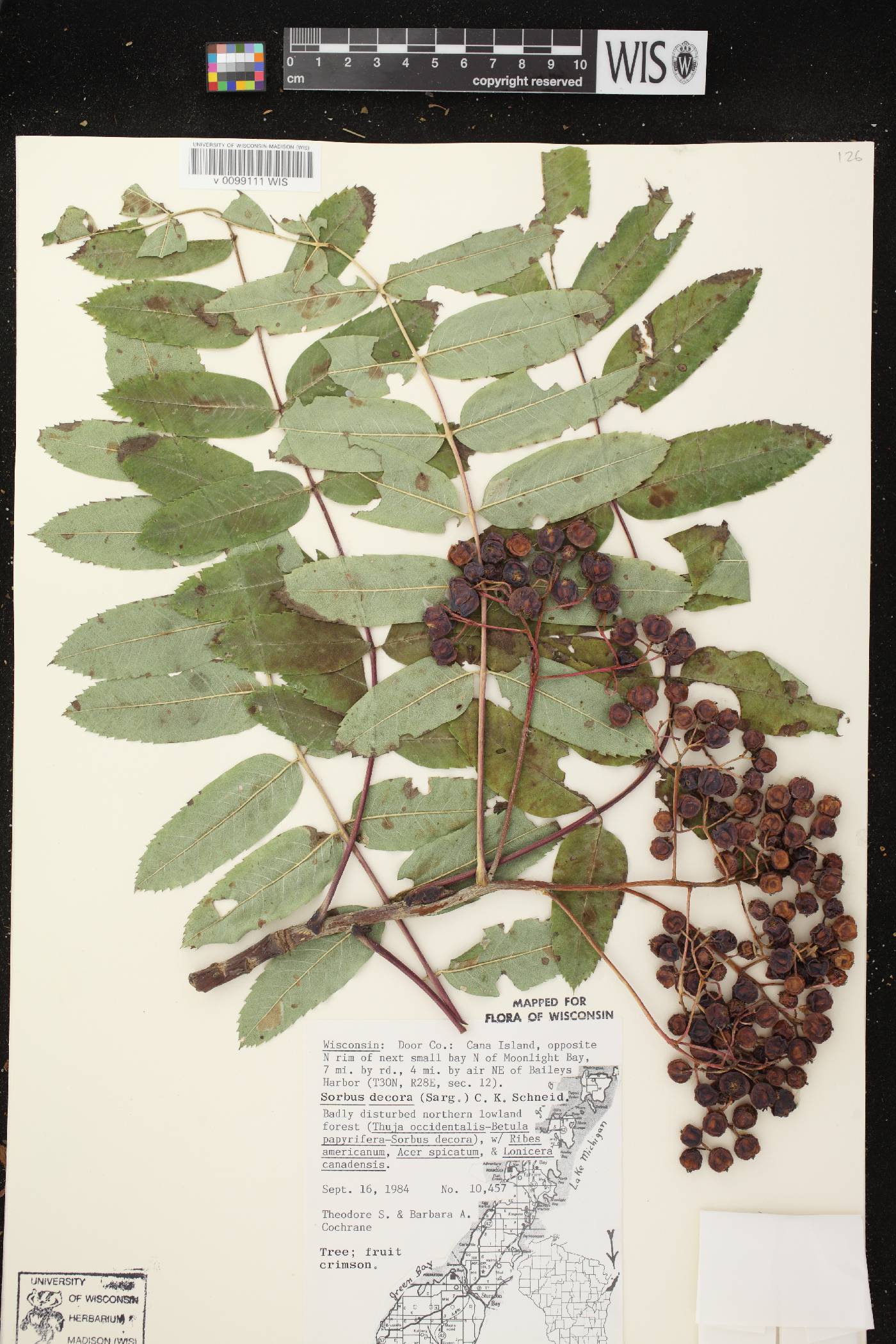 Sorbus decora image
