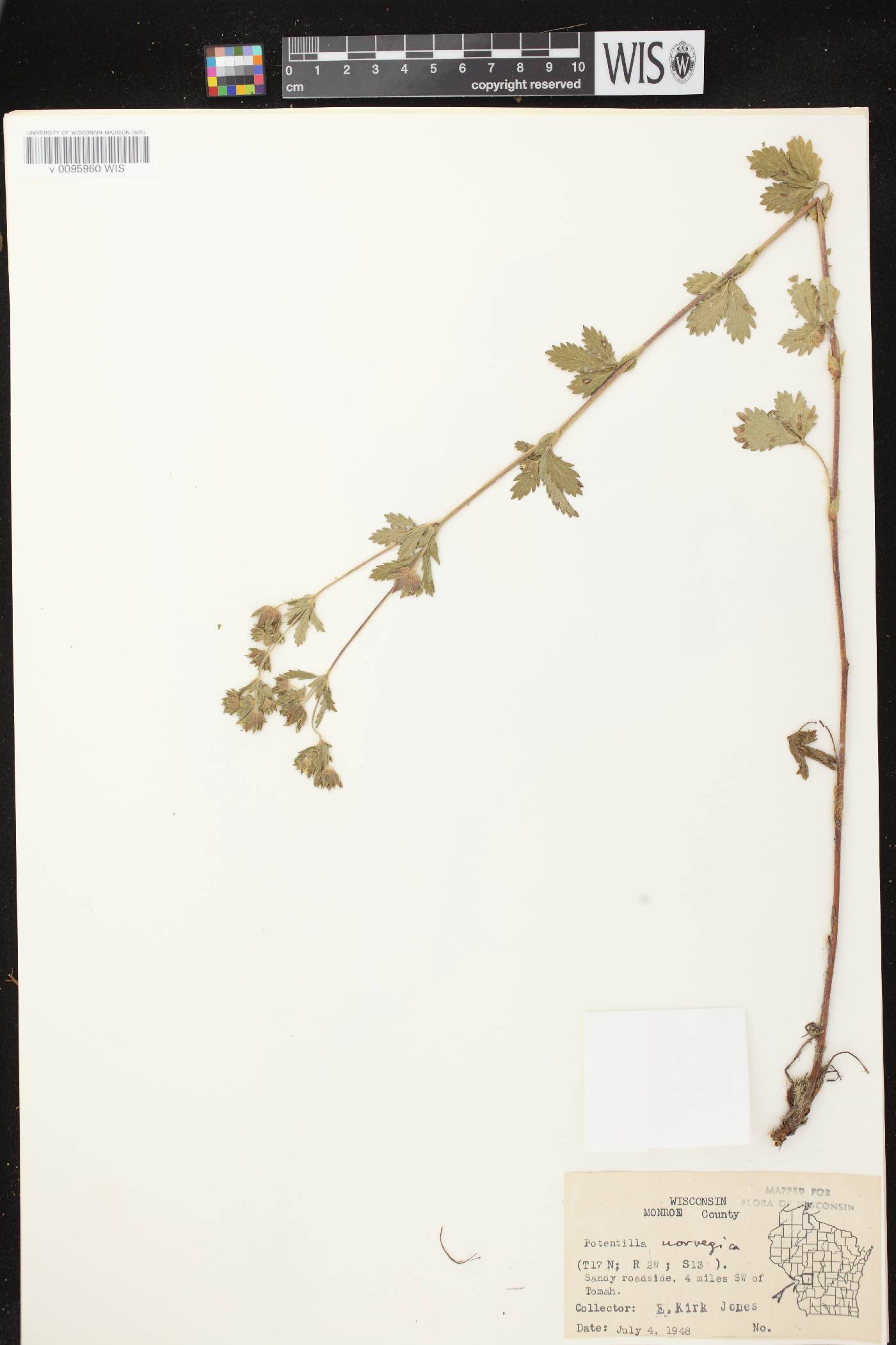 Potentilla norvegica image