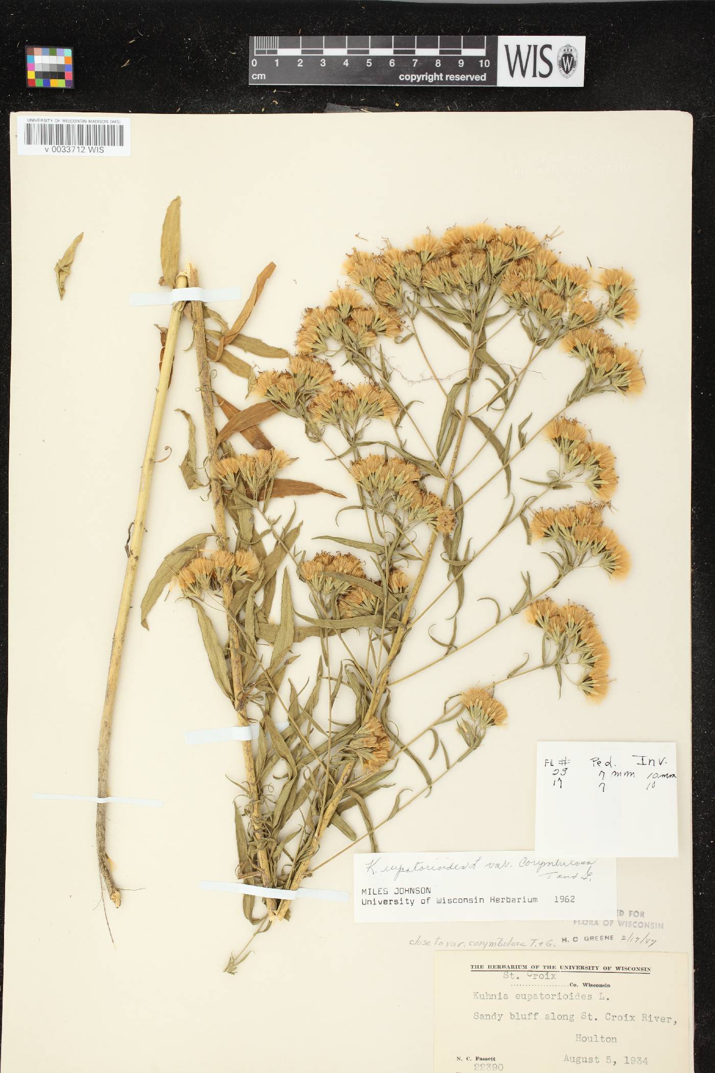 Brickellia eupatorioides image