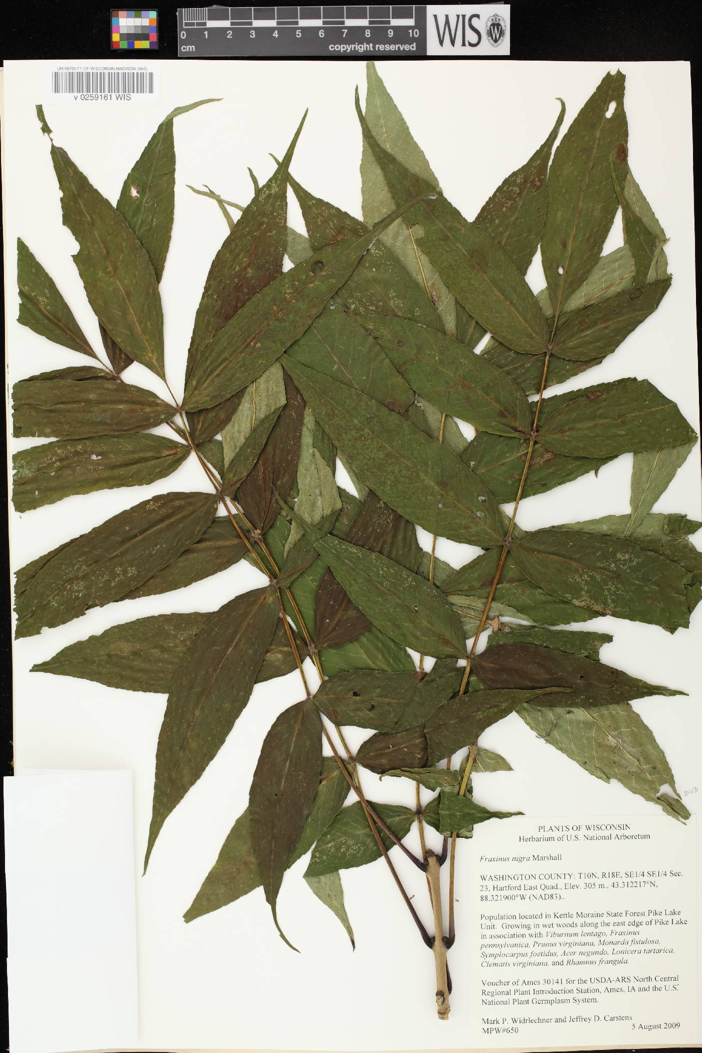 Fraxinus nigra image