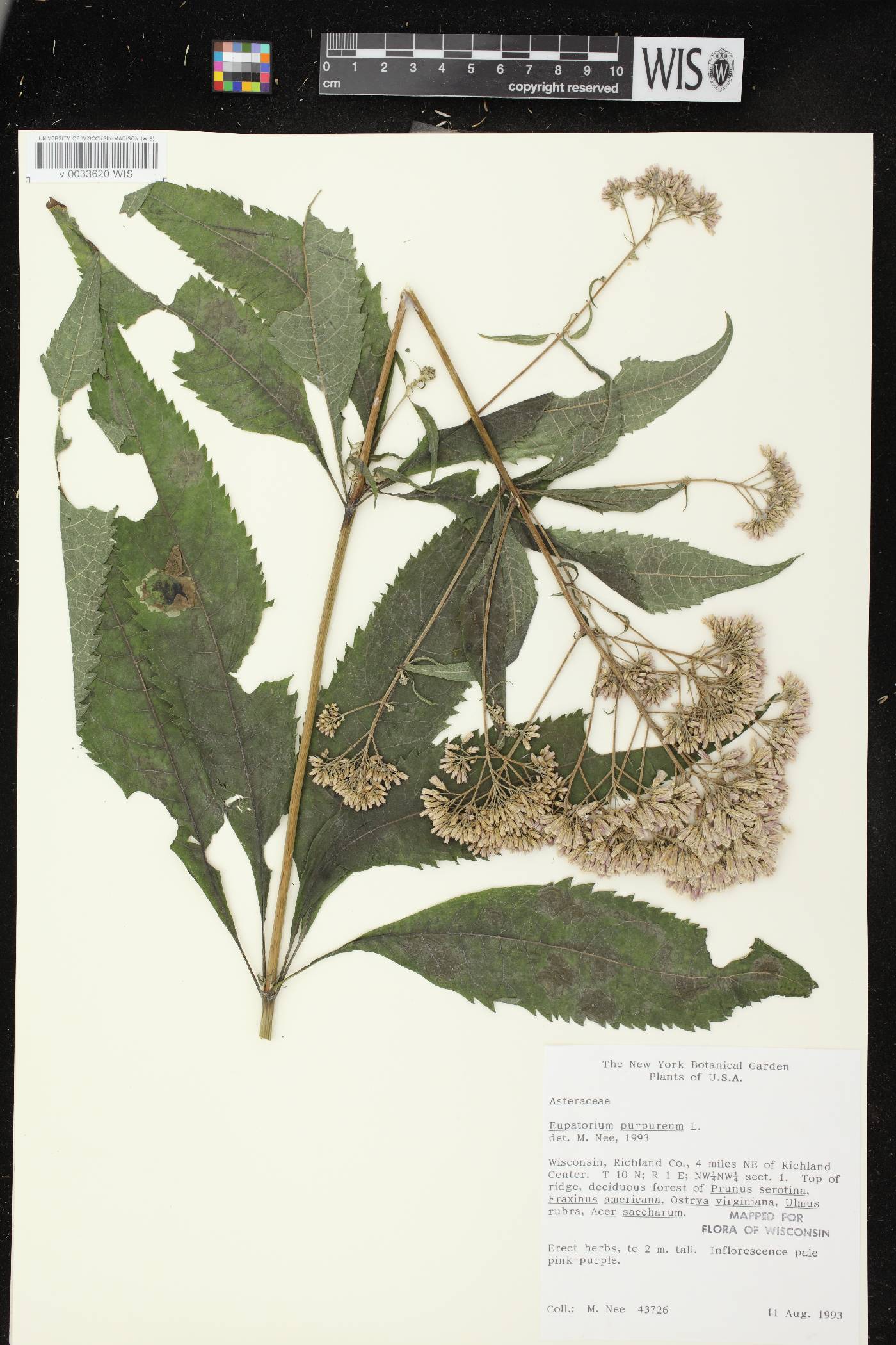 Eutrochium purpureum image