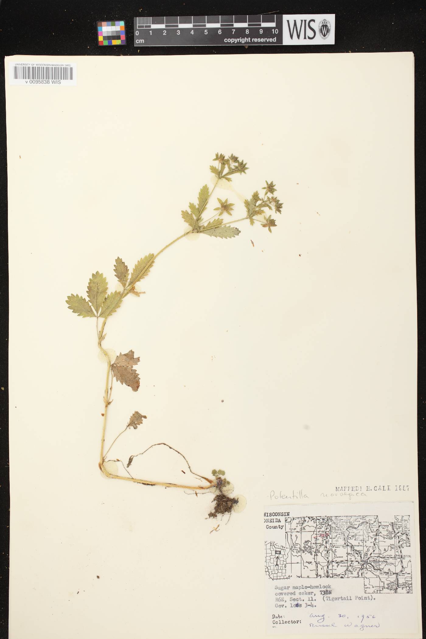 Potentilla norvegica image