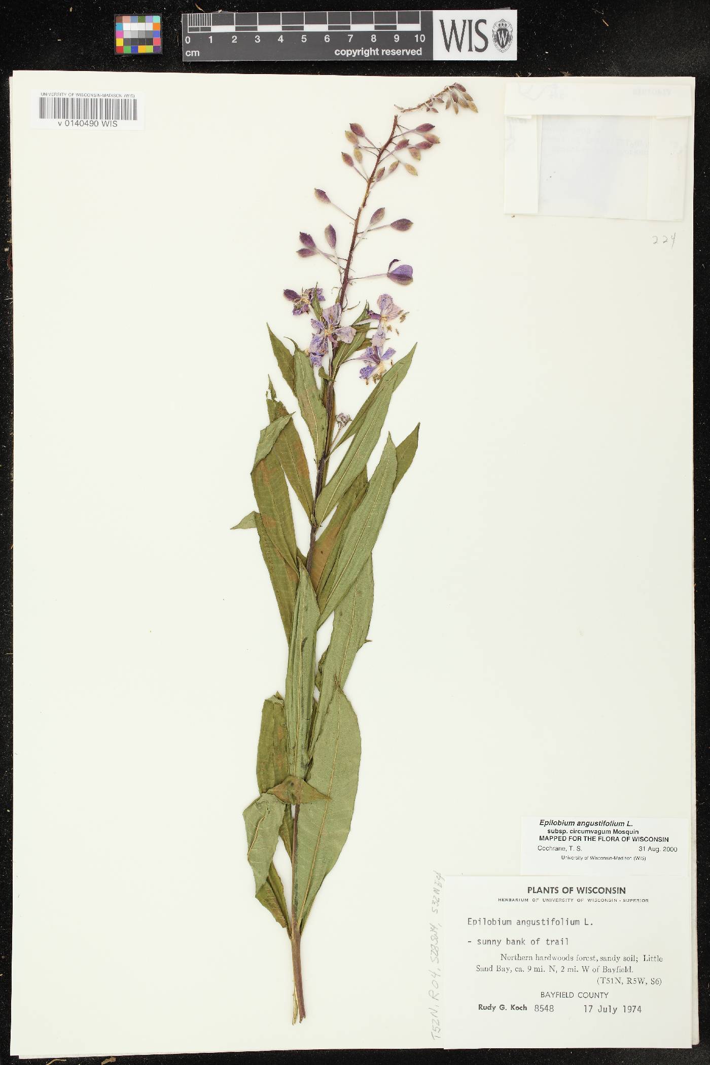 Chamerion angustifolium subsp. circumvagum image