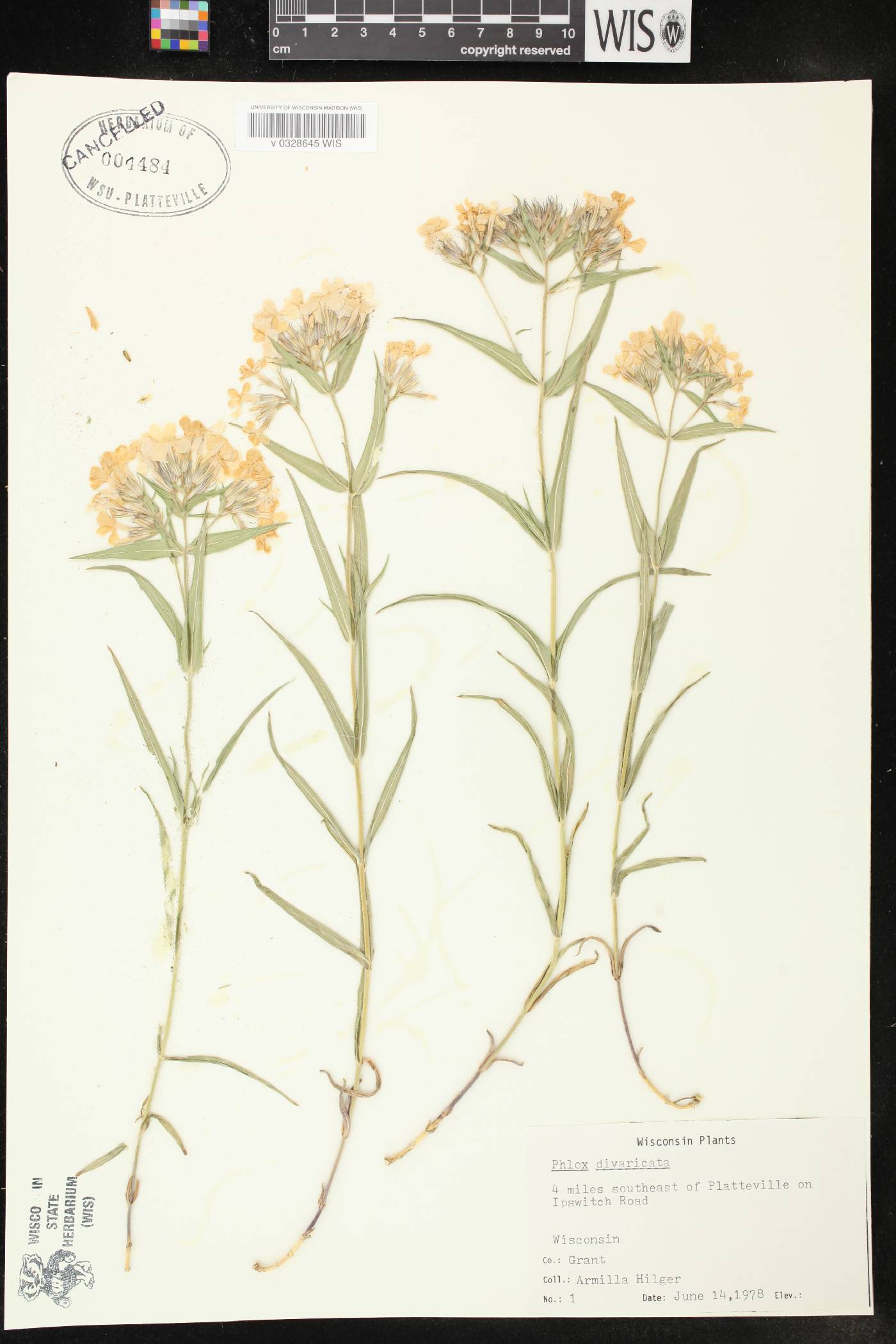 Phlox divaricata image