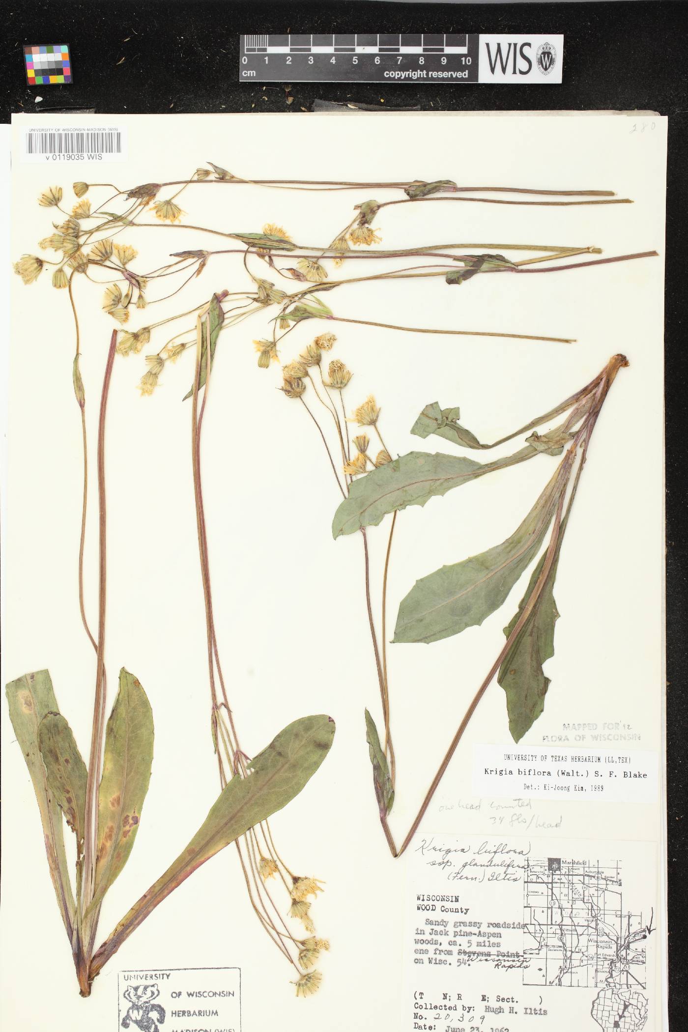 Krigia biflora image