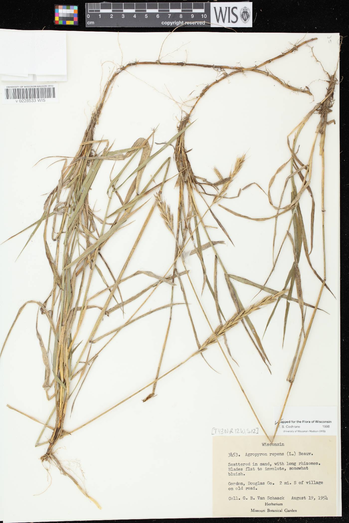 Elymus repens image