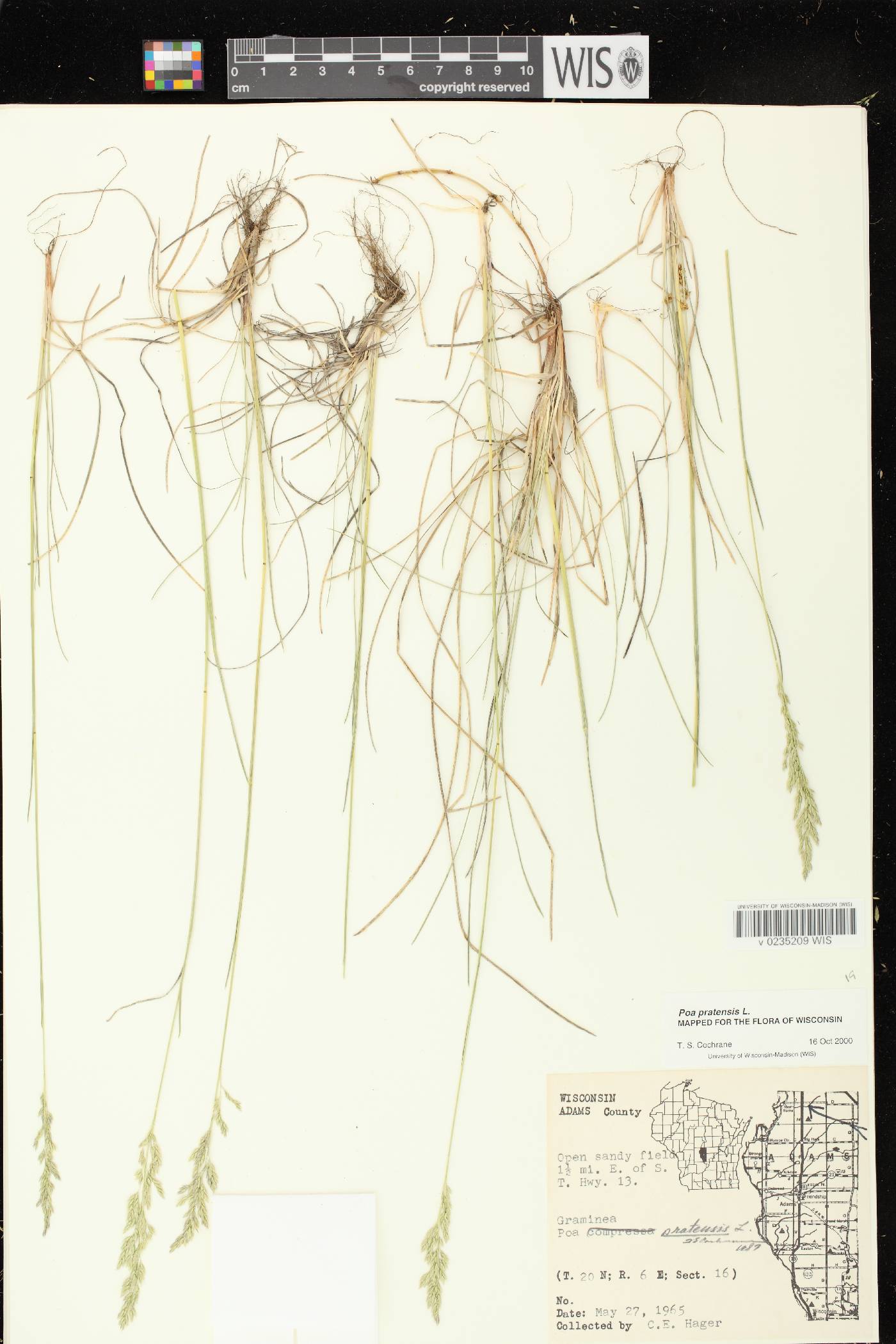 Poa pratensis image