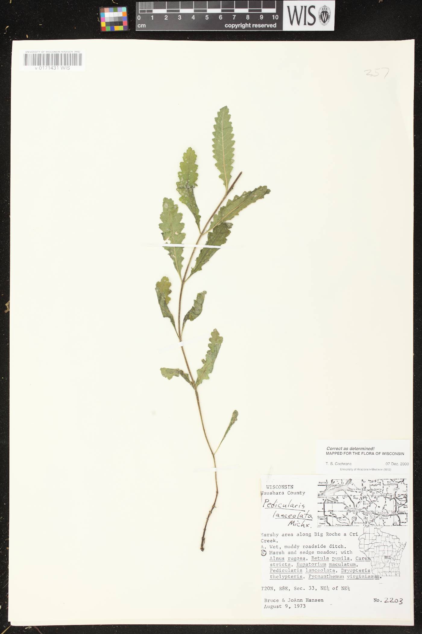 Pedicularis lanceolata image