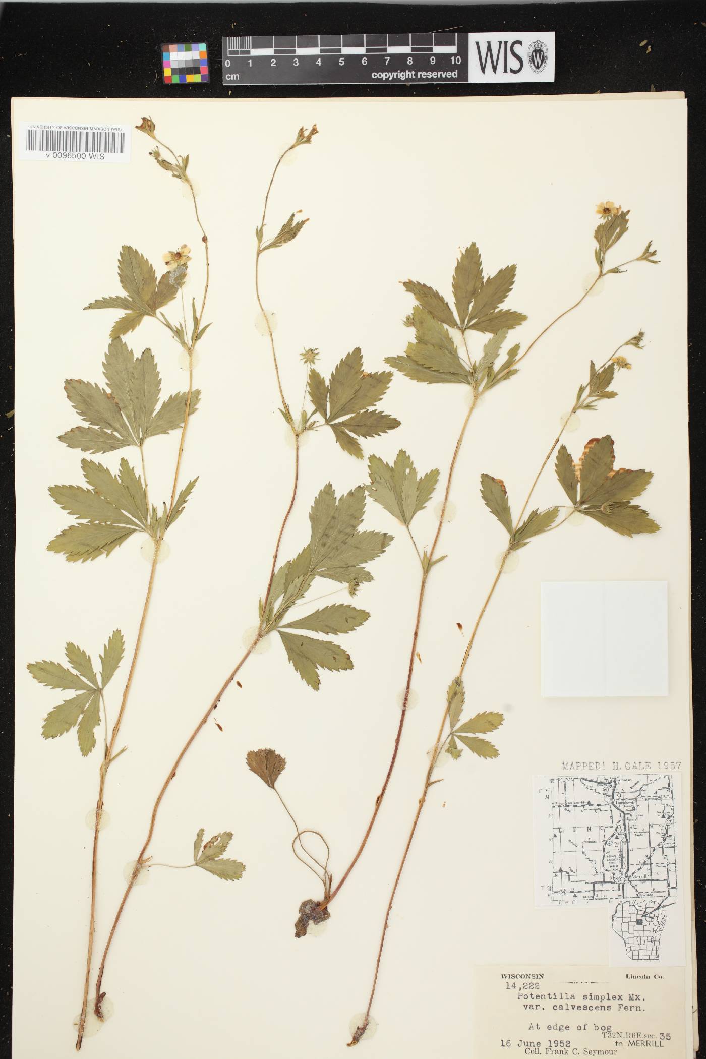 Potentilla simplex image
