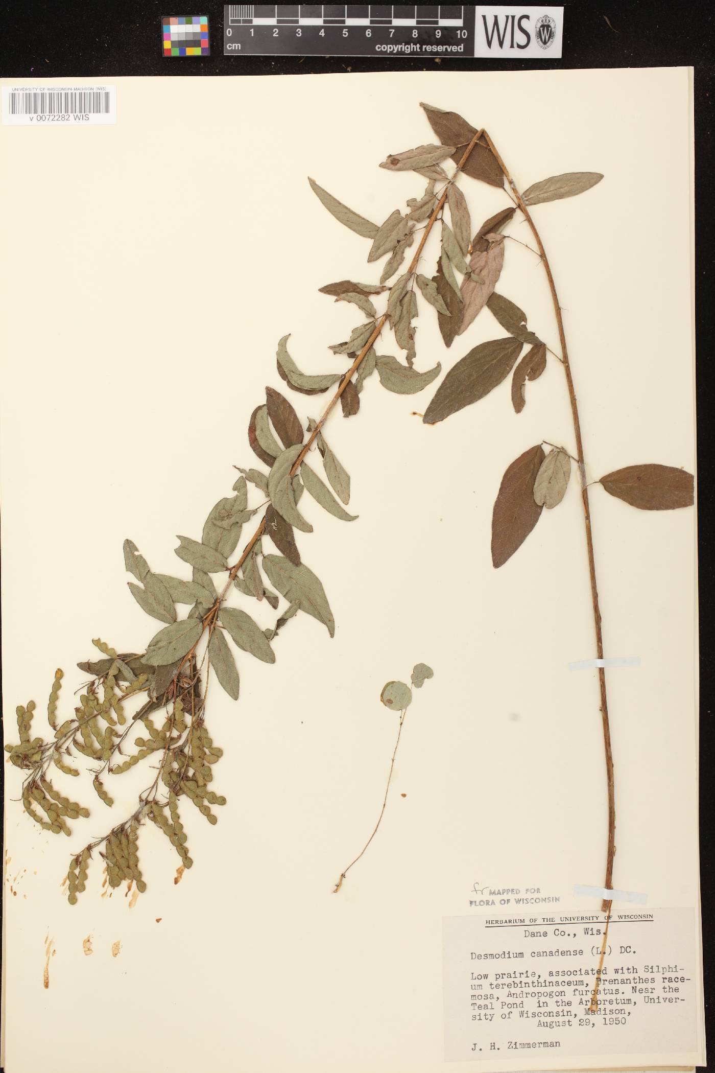 Desmodium canadense image