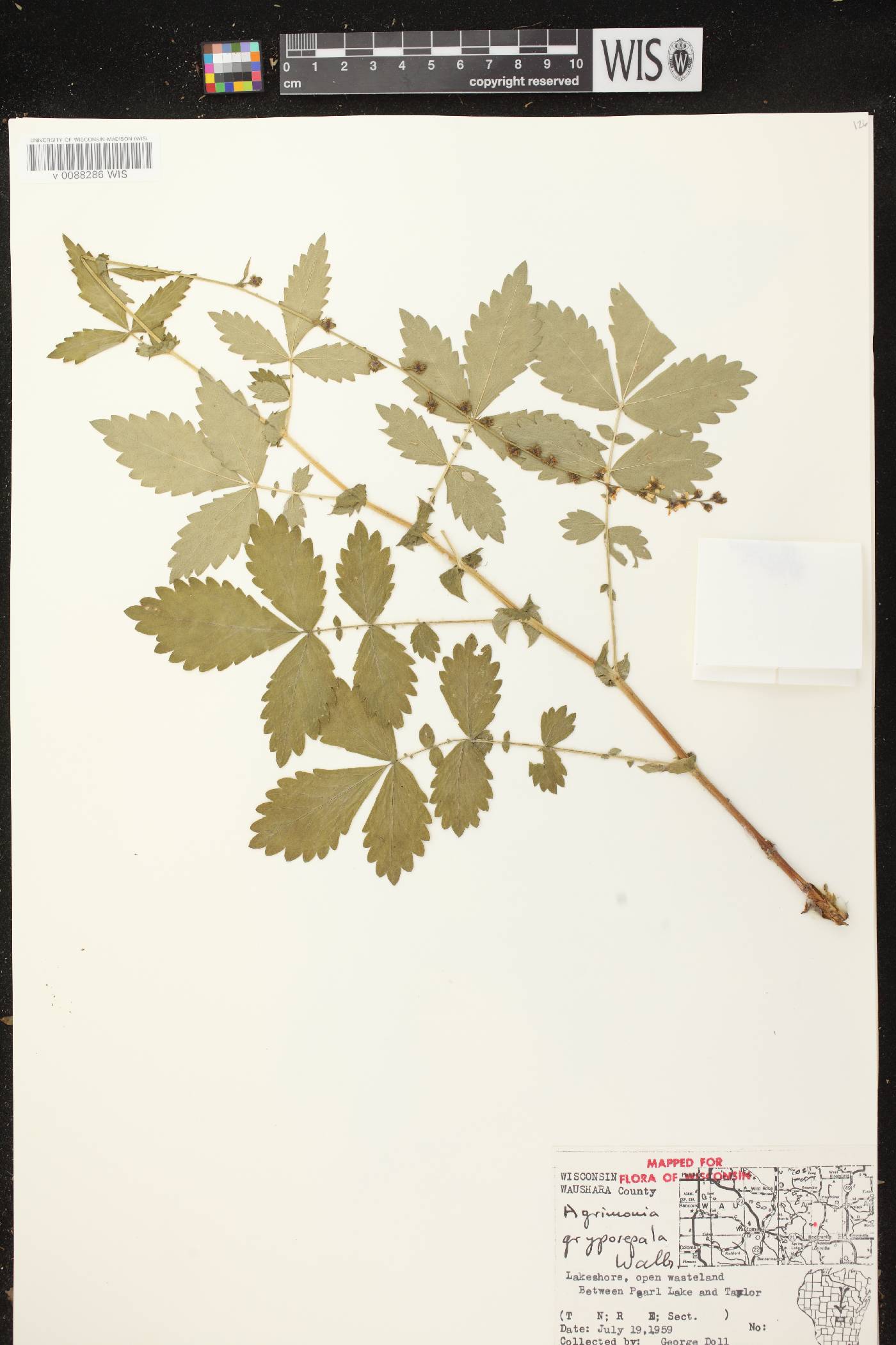Agrimonia gryposepala image