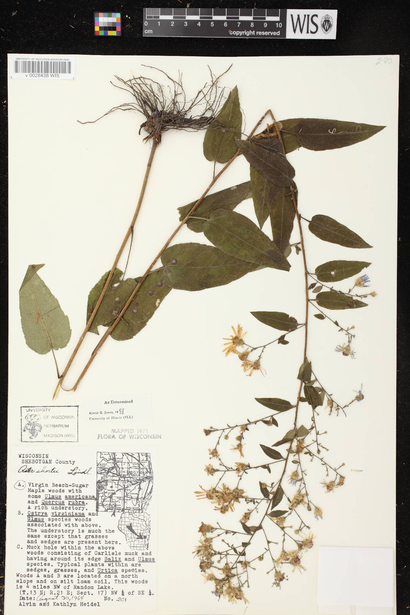 Symphyotrichum shortii image