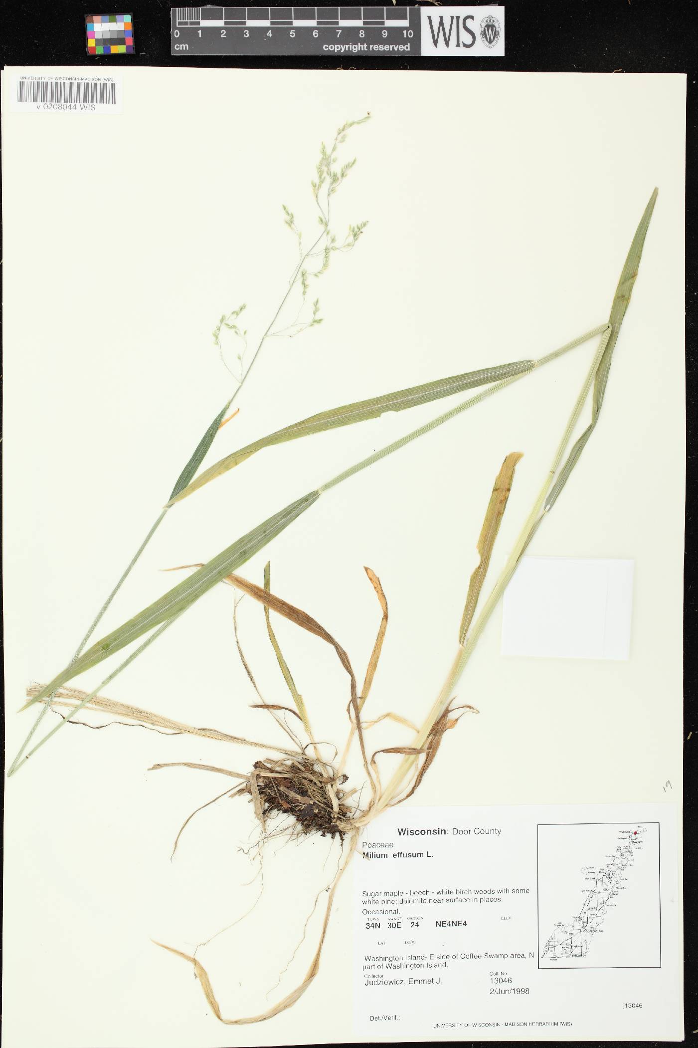 Milium effusum image
