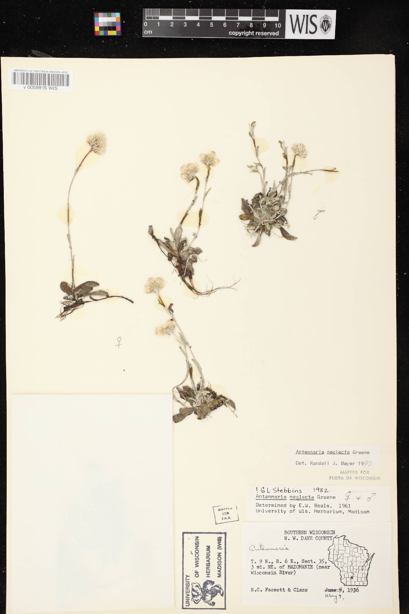 Antennaria neglecta image