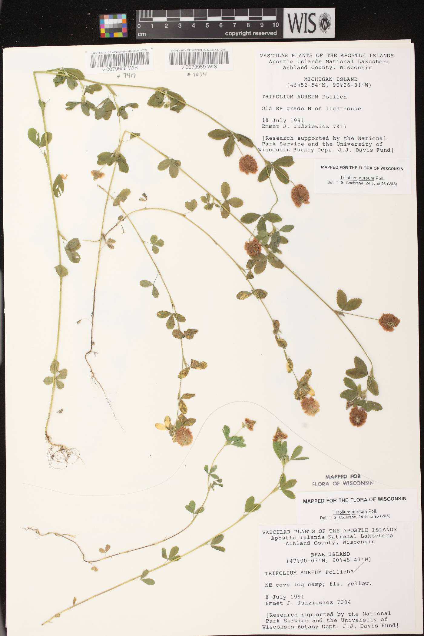 Trifolium aureum image