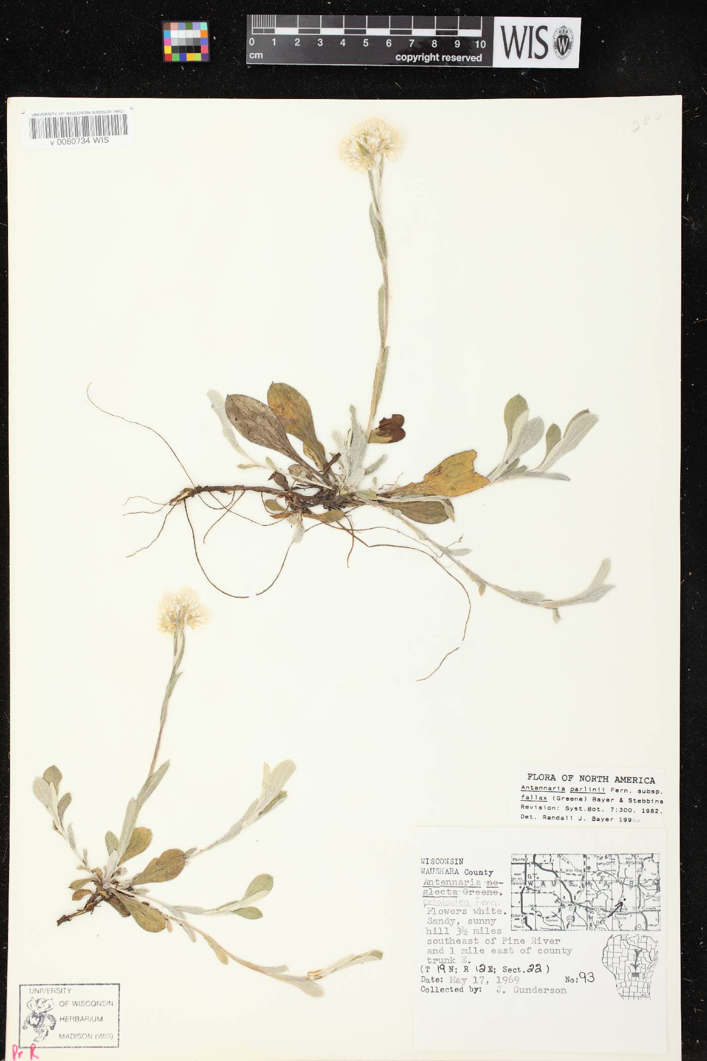 Antennaria parlinii subsp. fallax image