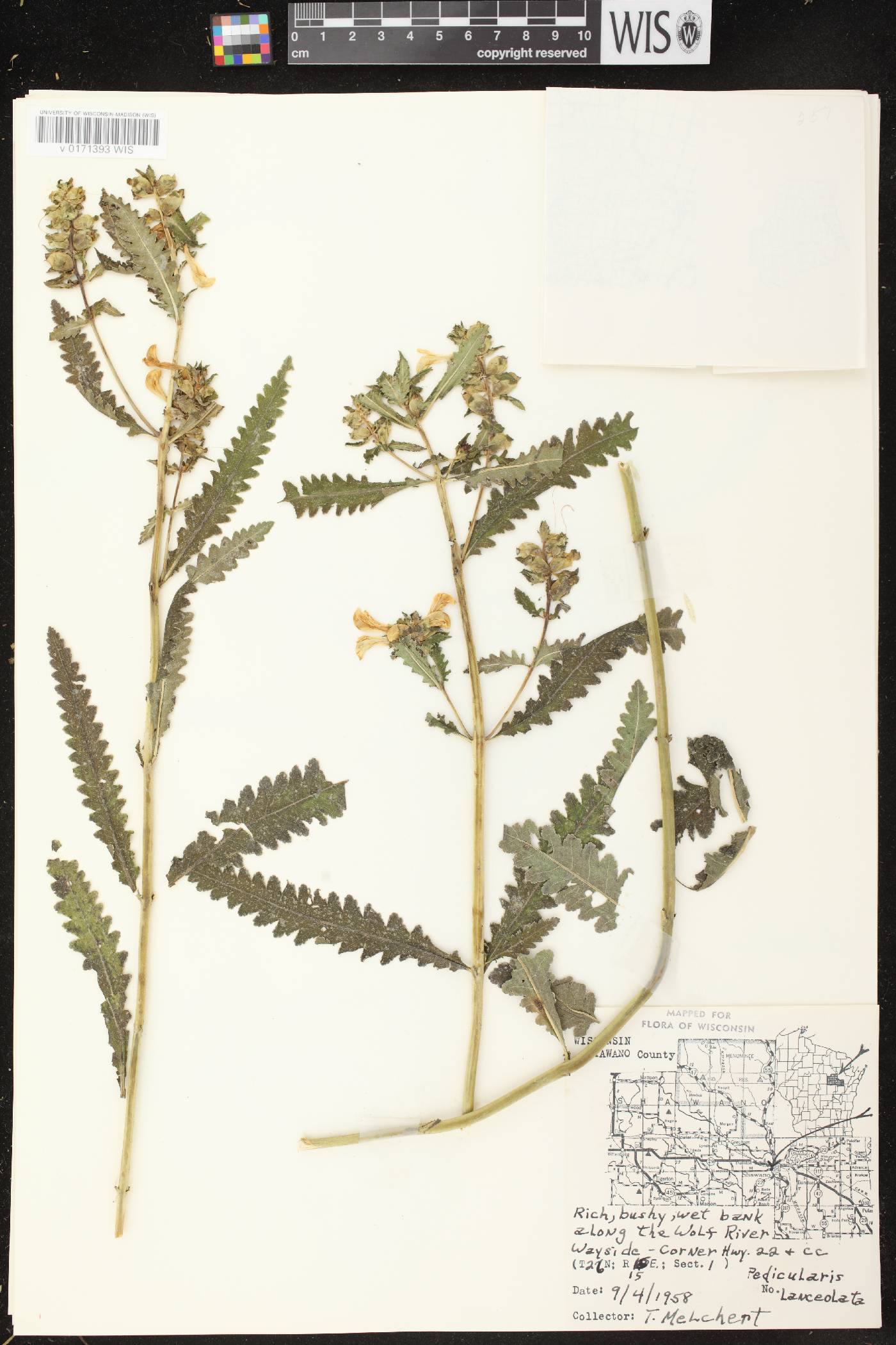 Pedicularis lanceolata image