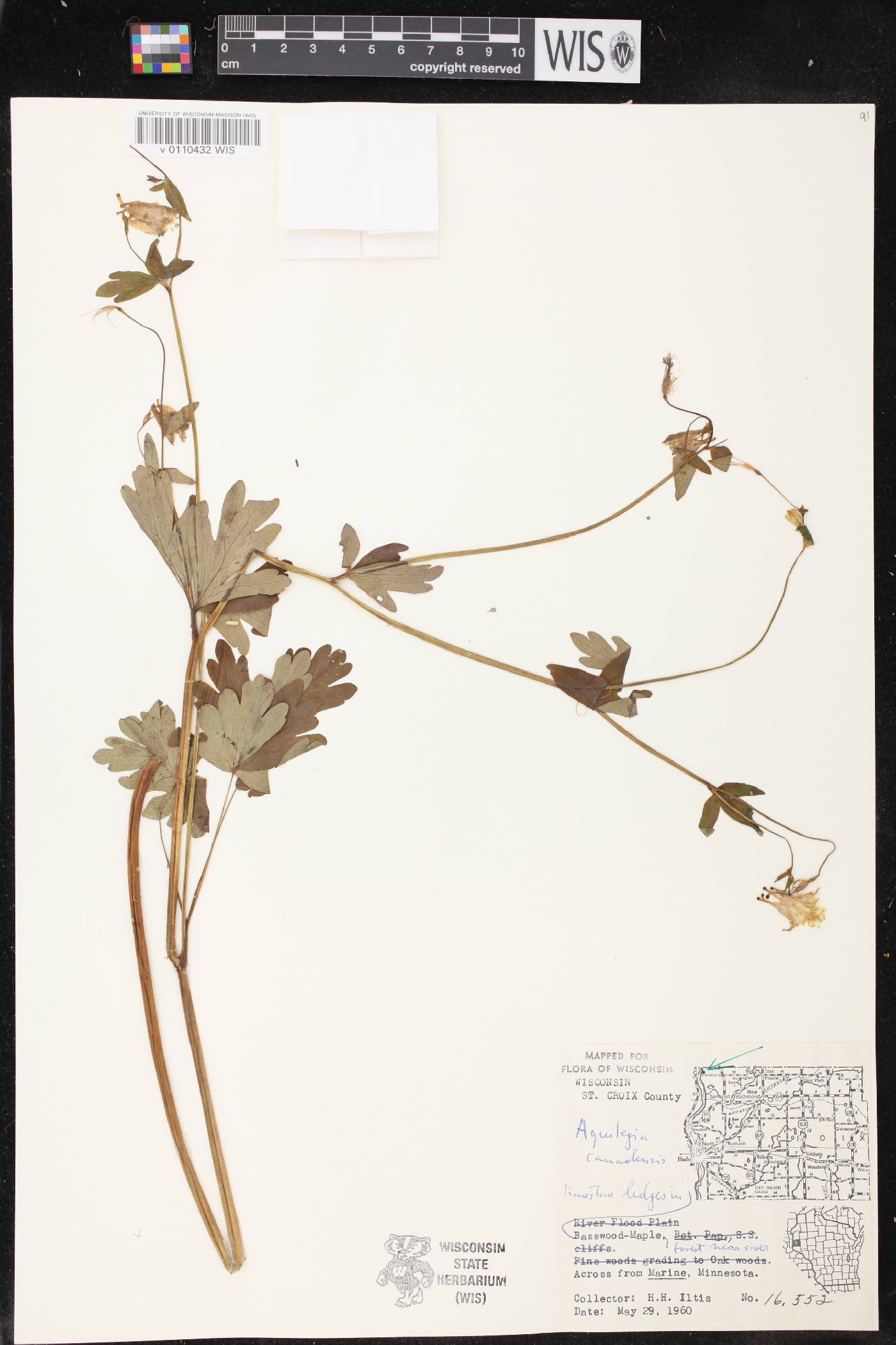 Aquilegia canadensis image