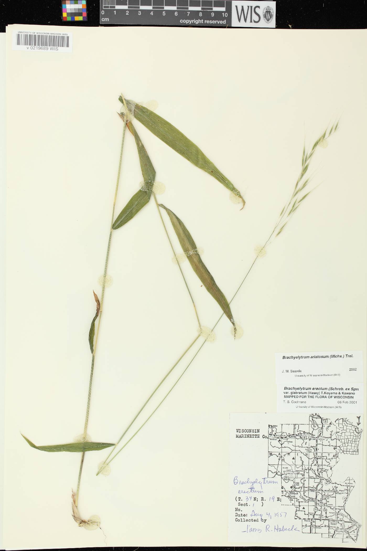 Brachyelytrum aristosum image
