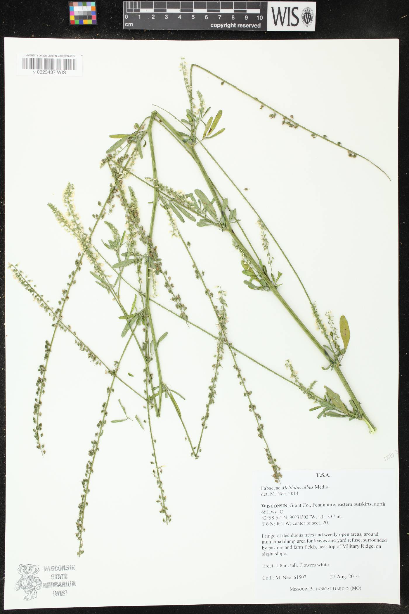 Melilotus albus image