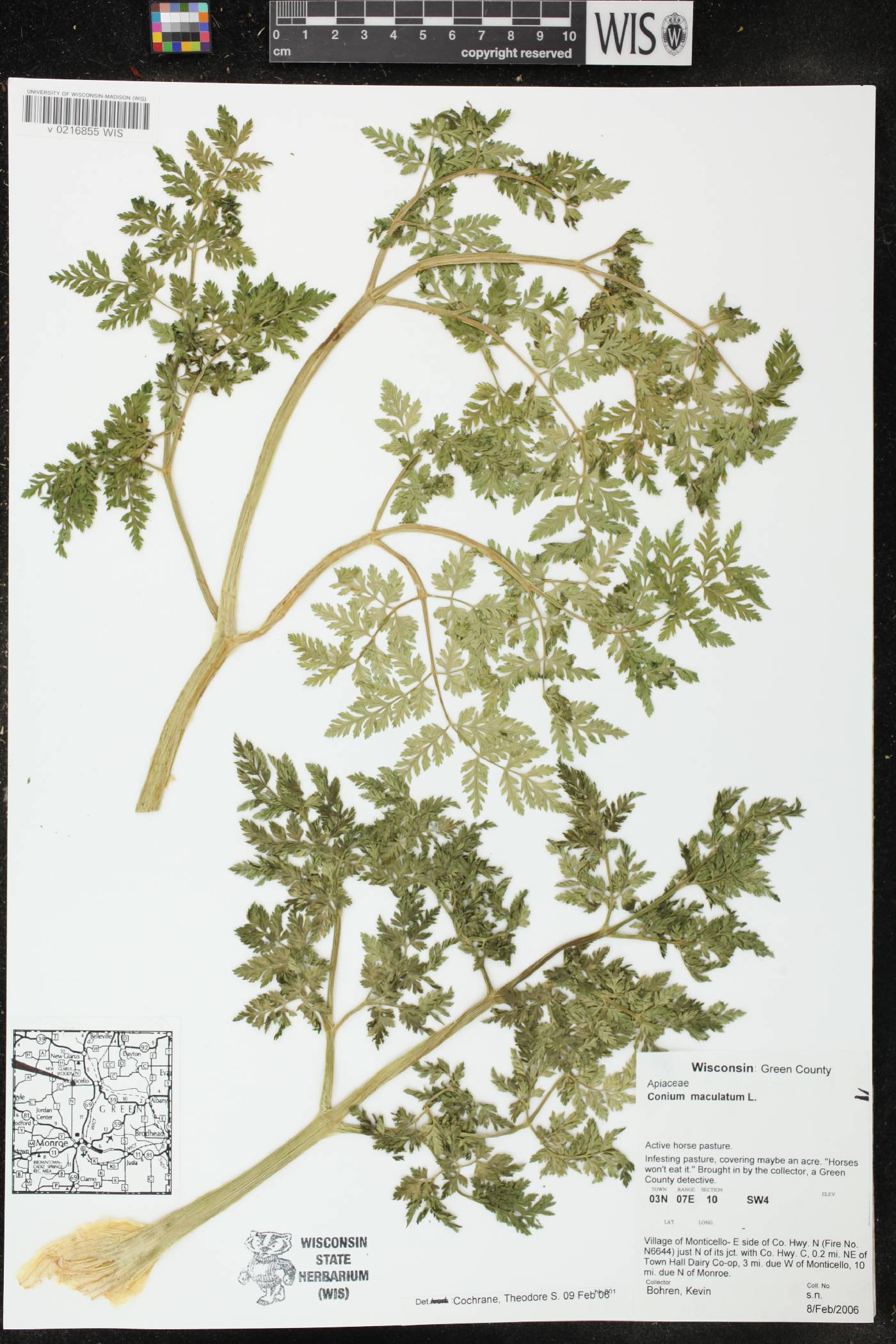 Conium maculatum image